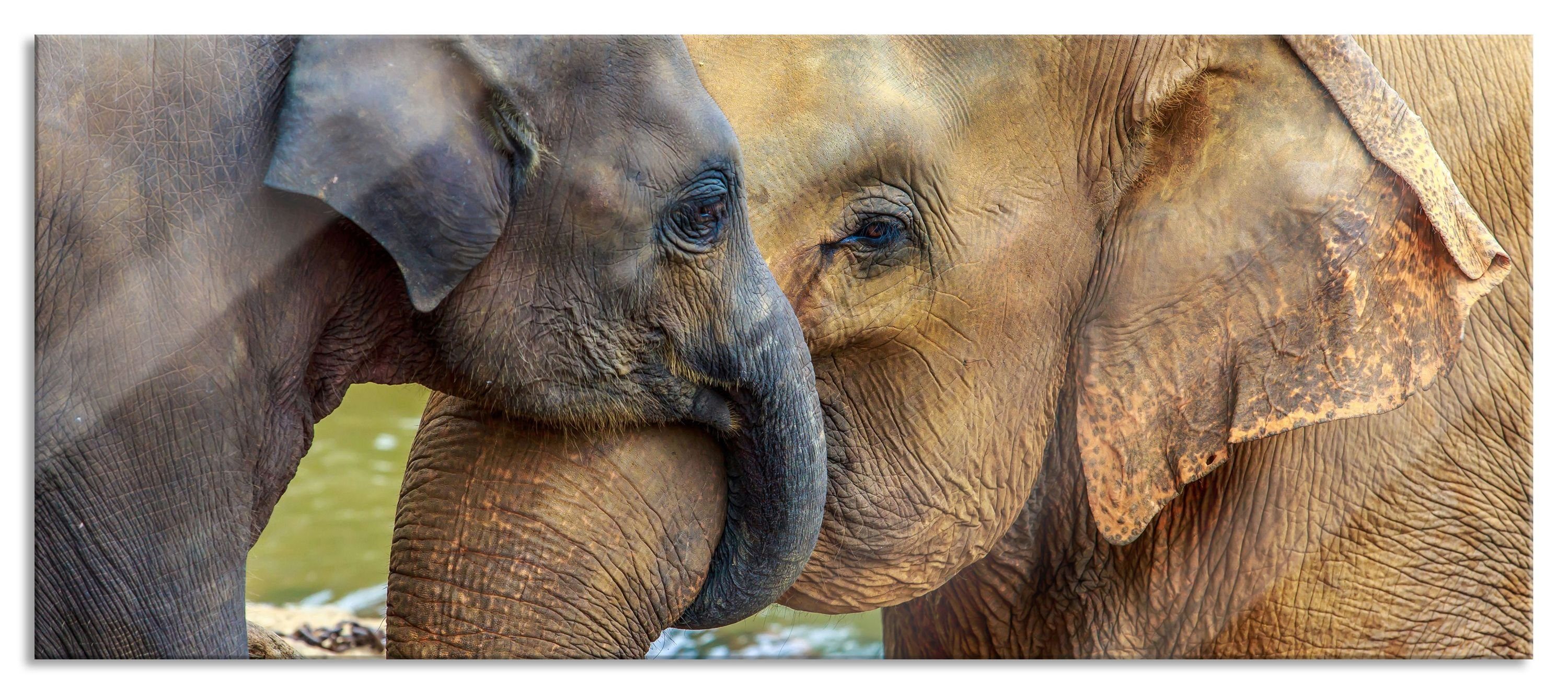 Kalb, (1 Kalb Aufhängungen mit mit Glasbild aus Pixxprint St), Elefantenmutter Echtglas, Abstandshalter Glasbild inkl. und Elefantenmutter