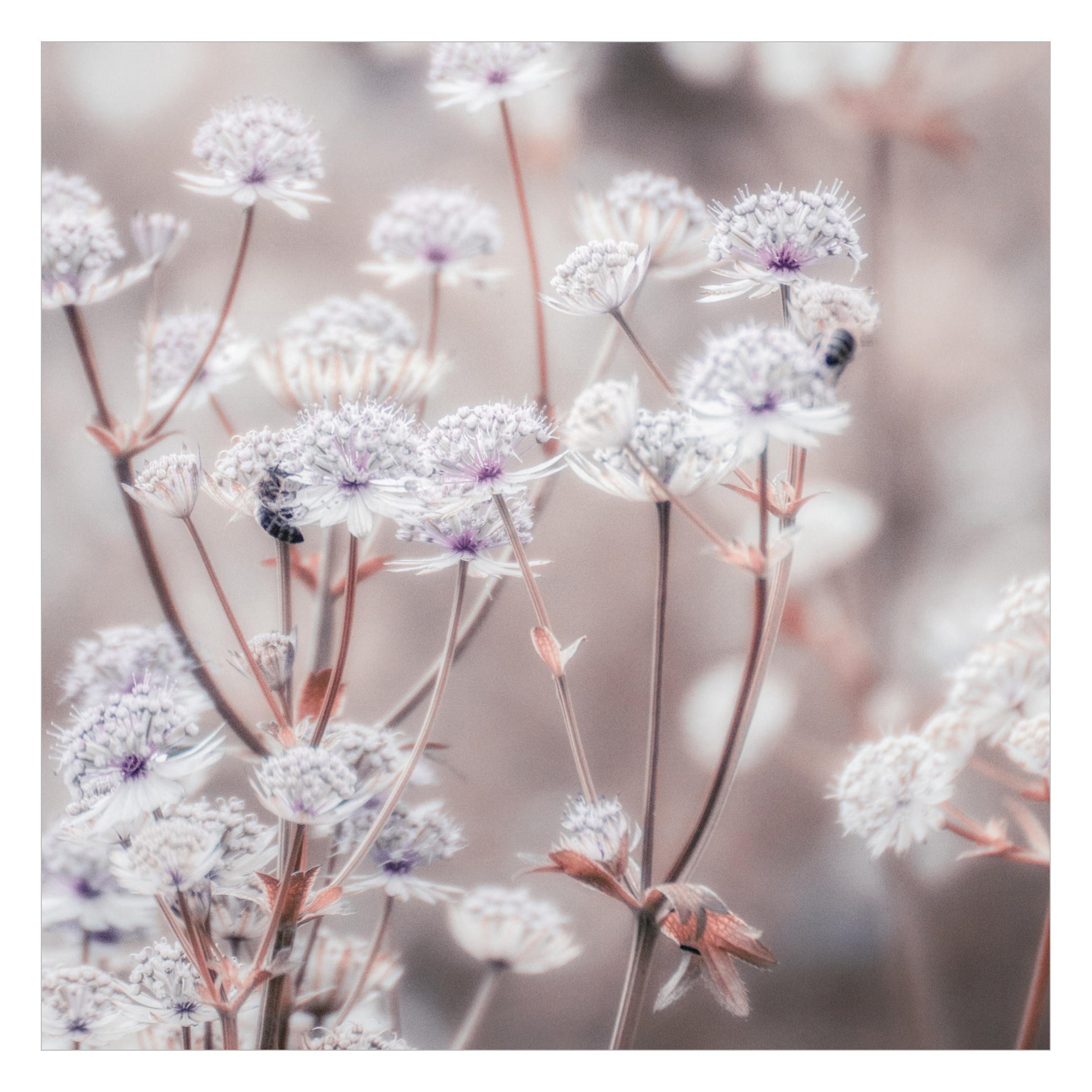 Bilderdepot24 Fototapete Blumen Wildblumen Blumentapete Floral Natur Modern günstig online kaufen