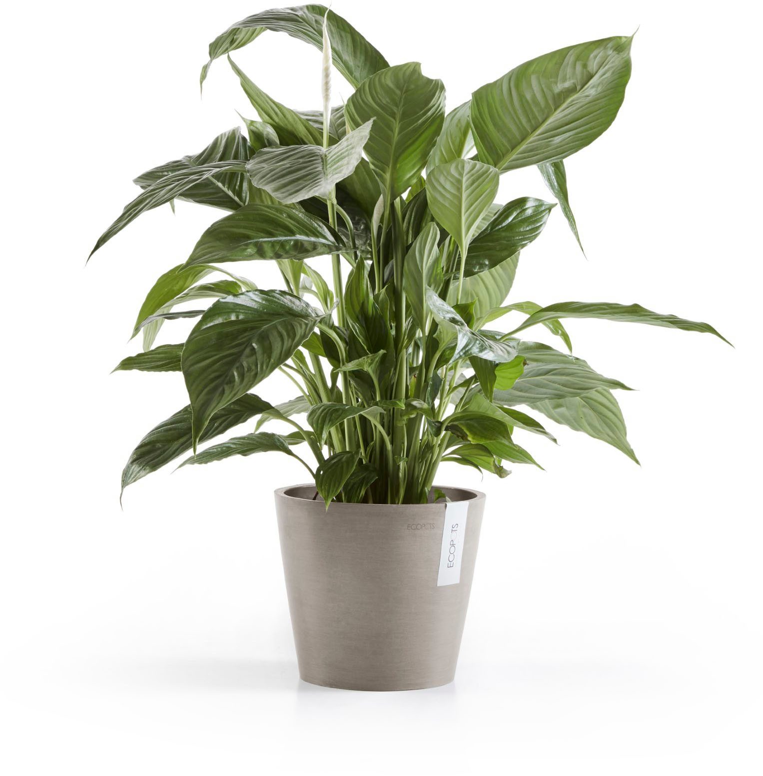 ECOPOTS Blumentopf Amsterdam, ØxH: 20x17,5 cm günstig online kaufen