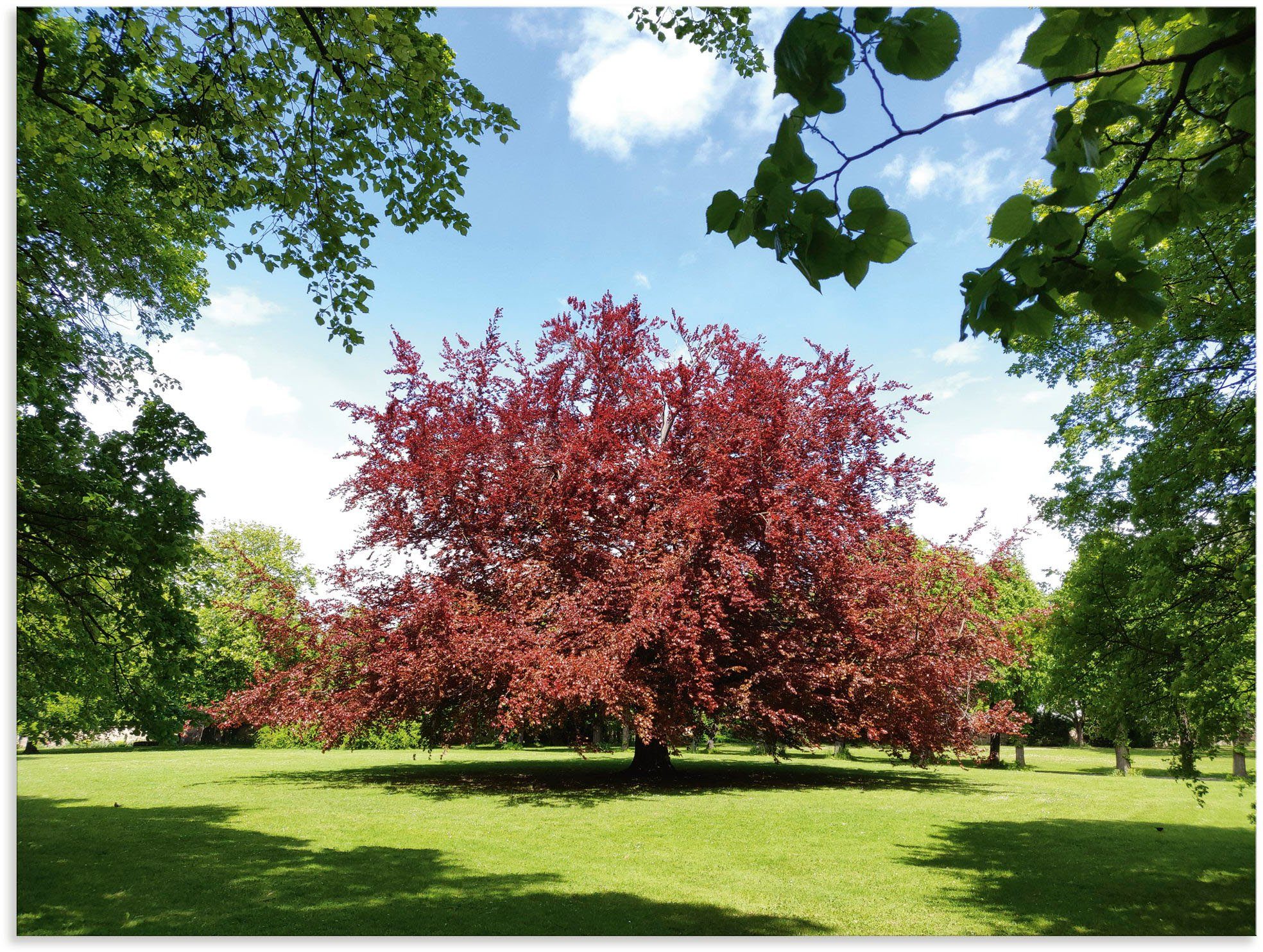 Blutbuche oder Größen Park, St), Wandaufkleber als Alubild, Artland Leinwandbild, & Wandbild in (1 Wiesen im Poster versch. Baumbilder