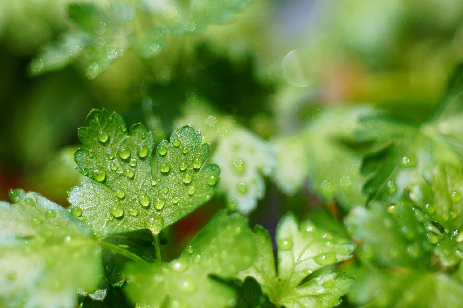 SAFLAX Kräutersamen SAFLAX - Samen und Substrat - BIO - Glatte Petersilie