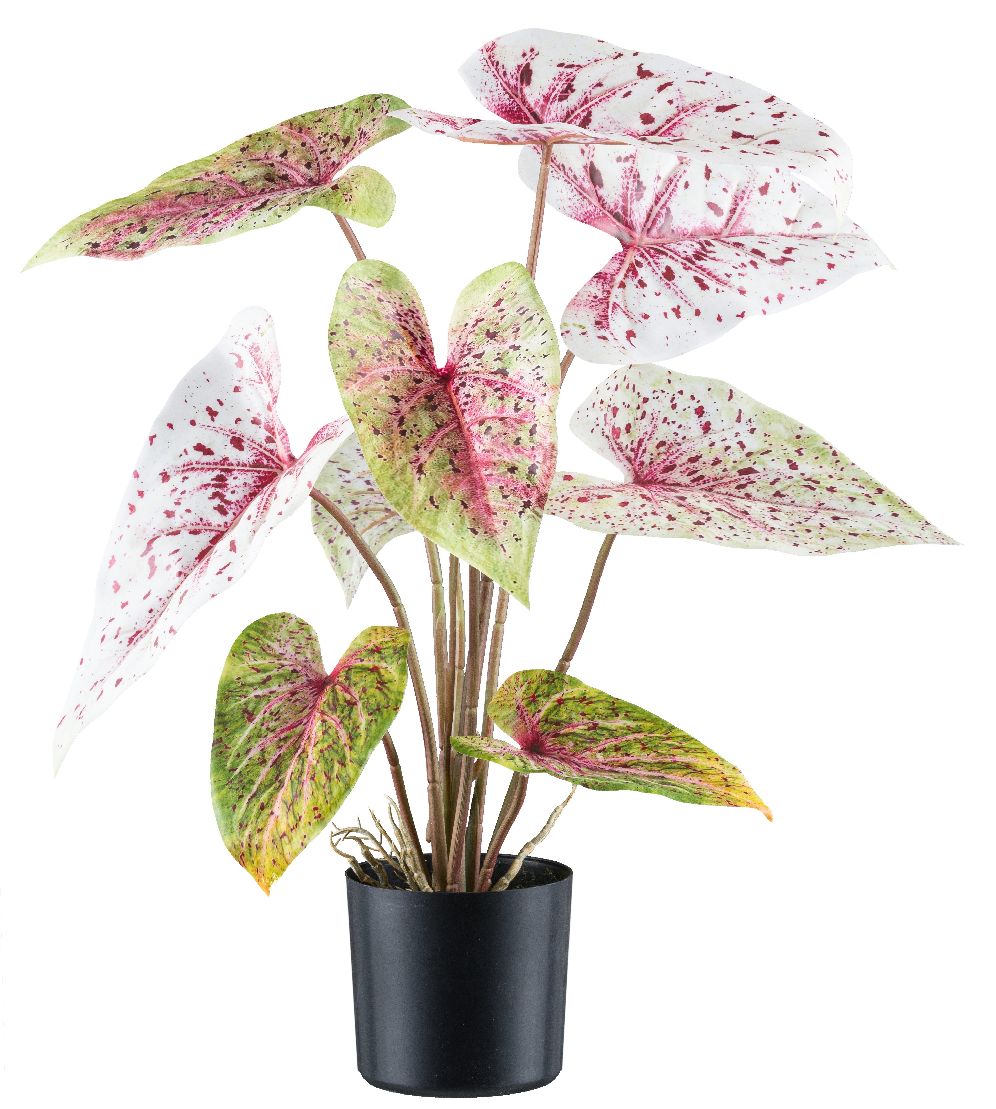 Kunstblume Caladium