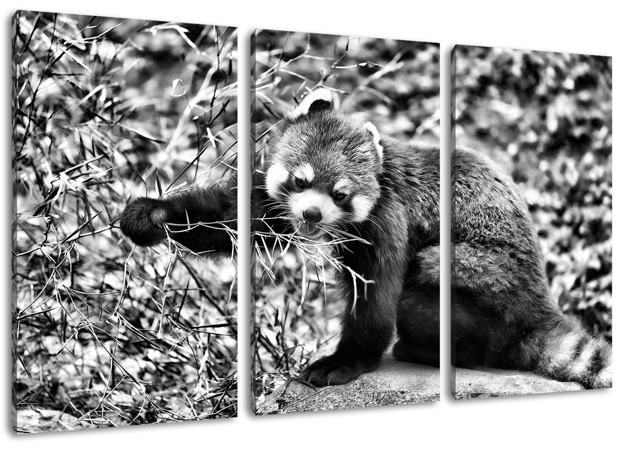 Leinwandbild fertig Niedlicher roter (120x80cm) Zackenaufhänger St), (1 Pixxprint inkl. roter Leinwandbild Niedlicher Panda, 3Teiler bespannt, Panda