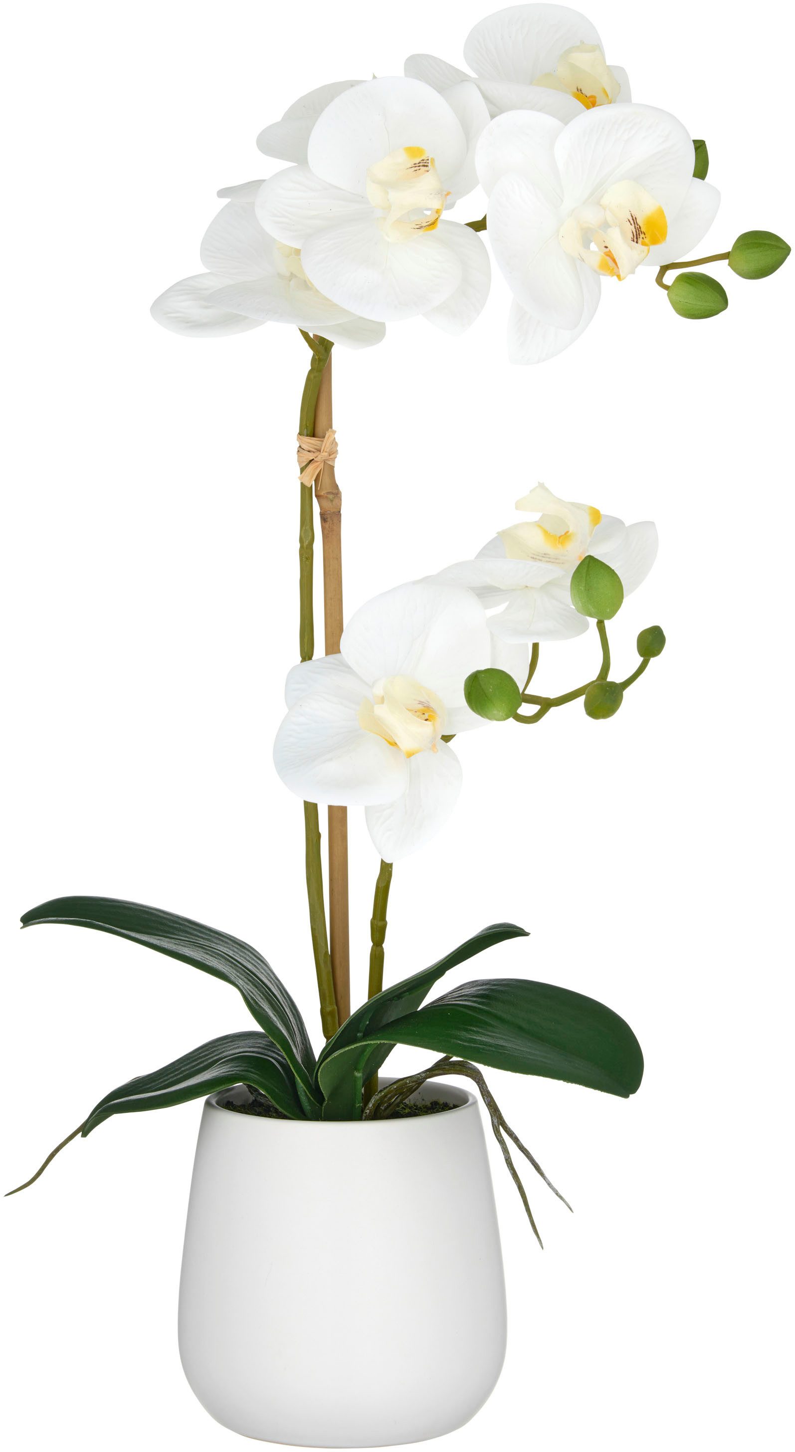 Kunstorchidee Orchidee Phalaenopsis, Creativ green, Höhe günstig online kaufen