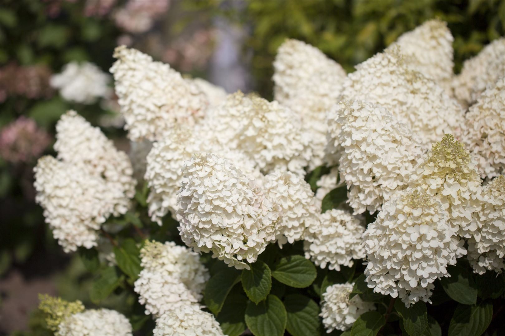 Pflanzen für Dich Gehölze Hydrangea pan. Silver Dollar, 1 St., Rispenhortensie