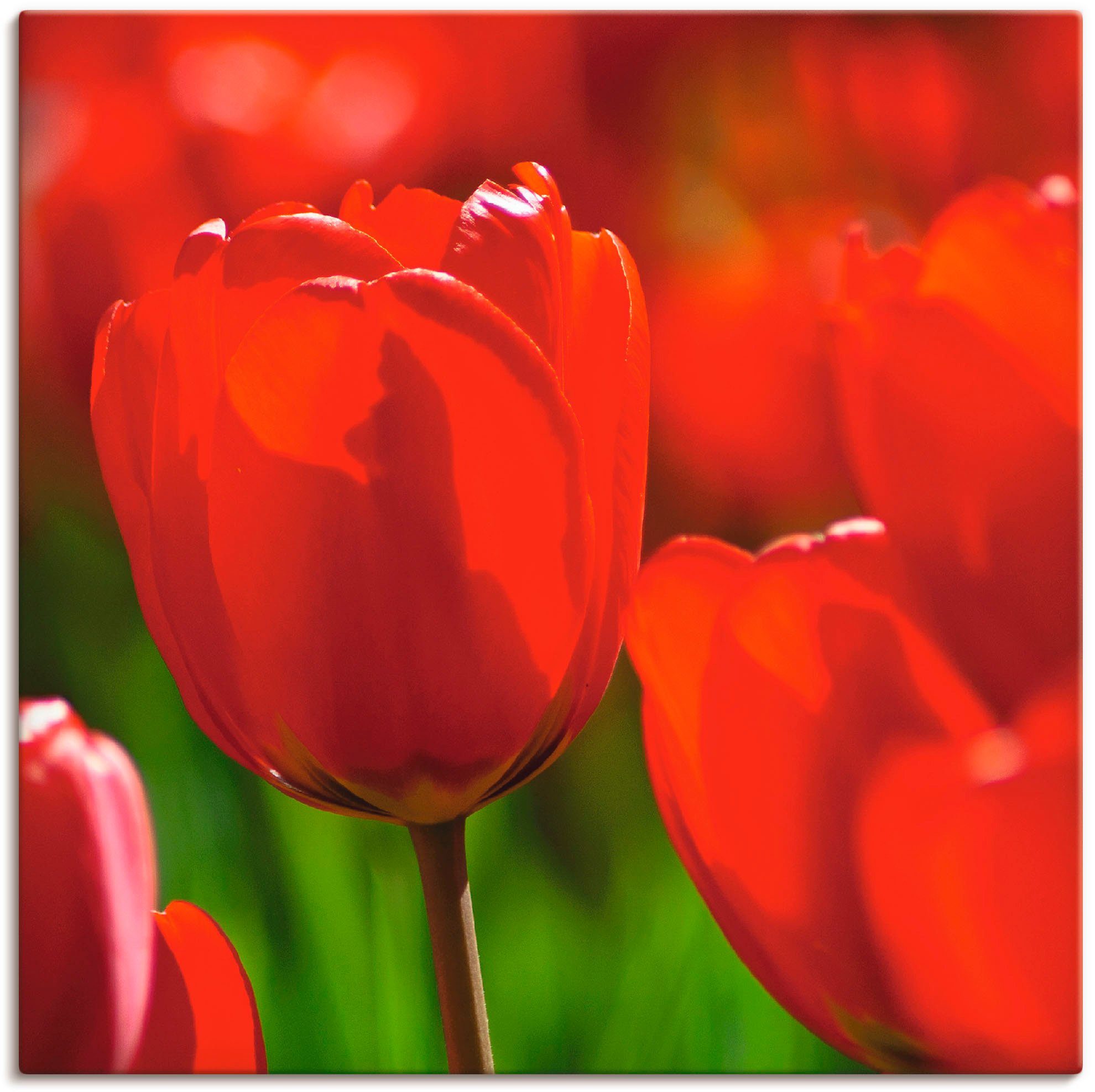 Artland Wandbild Rote Tulpen in der Sonne, Blumen (1 St), als Alubild, Leinwandbild, Wandaufkleber oder Poster in versch. Größen