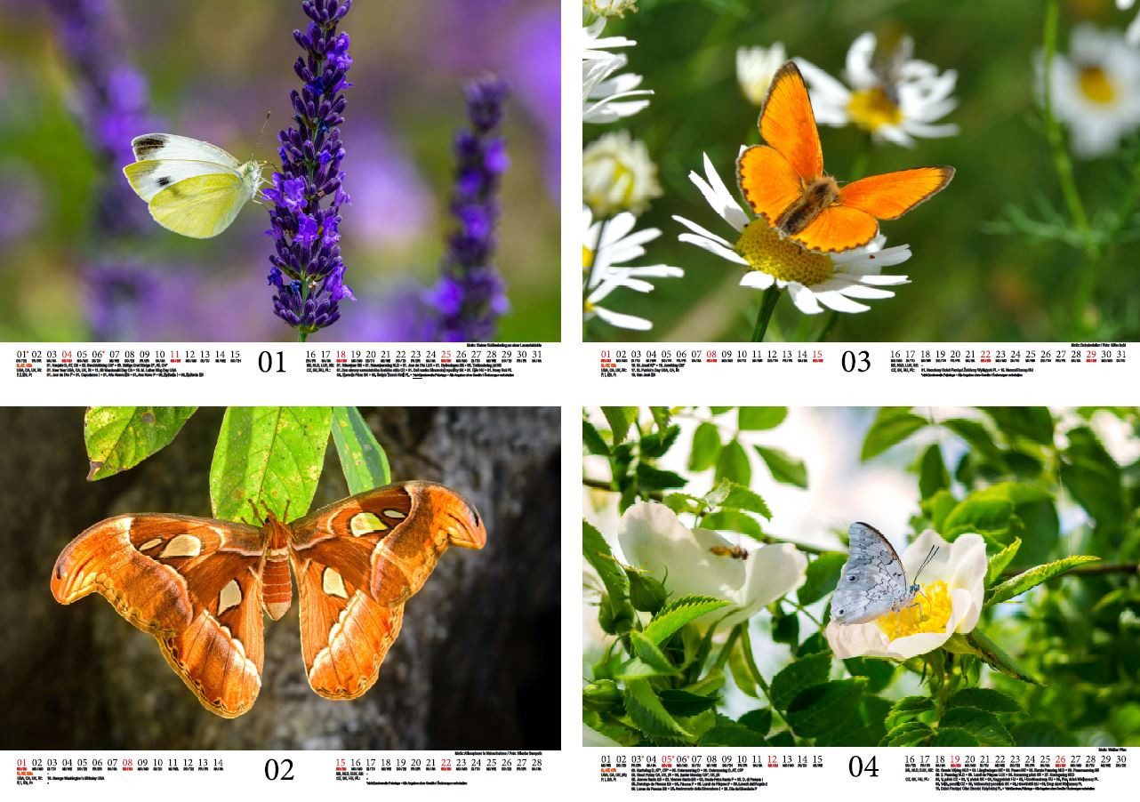 Thumbnail - Seelenzauber Wandkalender Schmetterlingszauber DIN A4 Kalender für 2026 Schmetterling