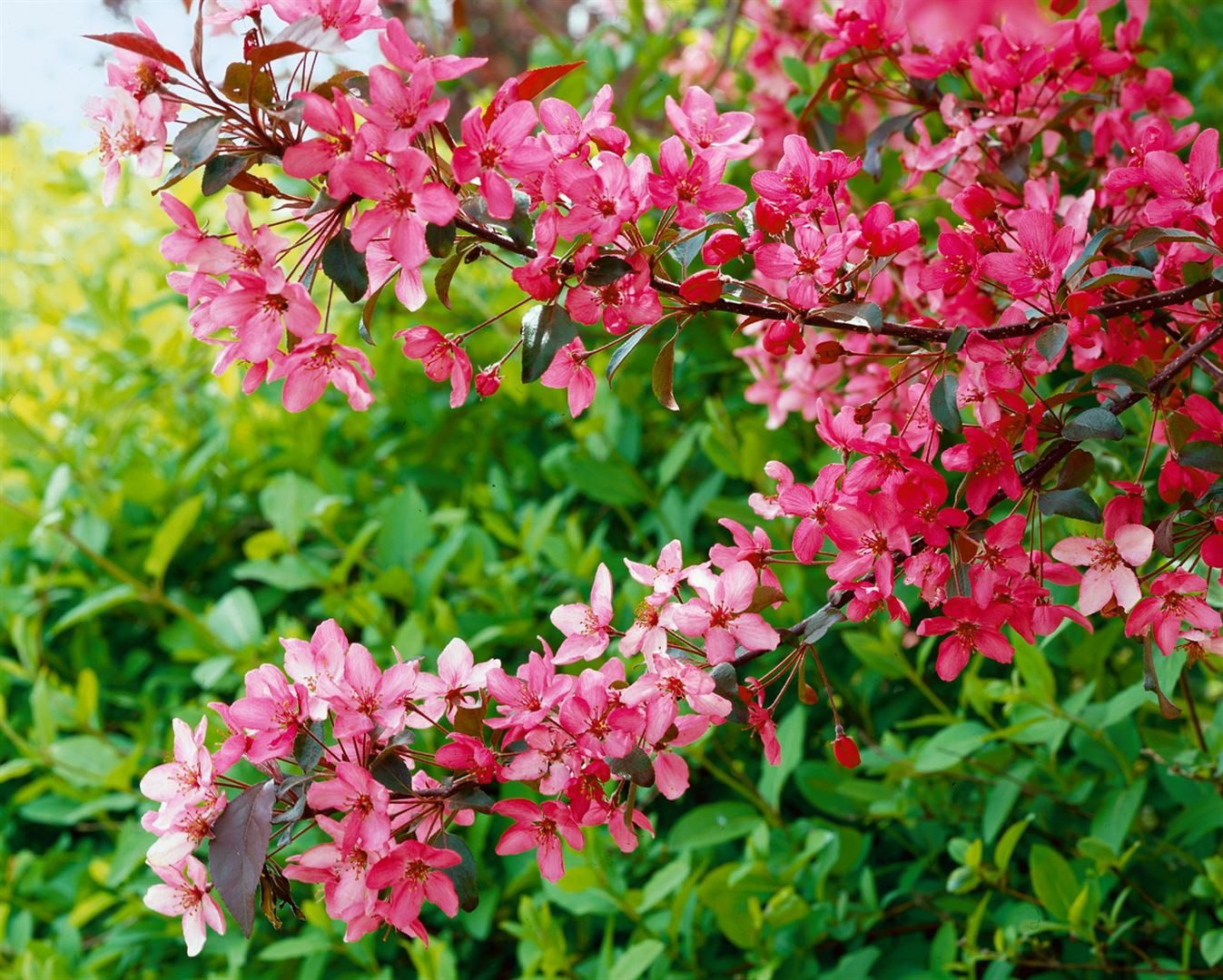 Pflanzen für Dich Gehölze Malus 'Royalty', 1 St., Zierapfel, Royalty-Apfelbaum