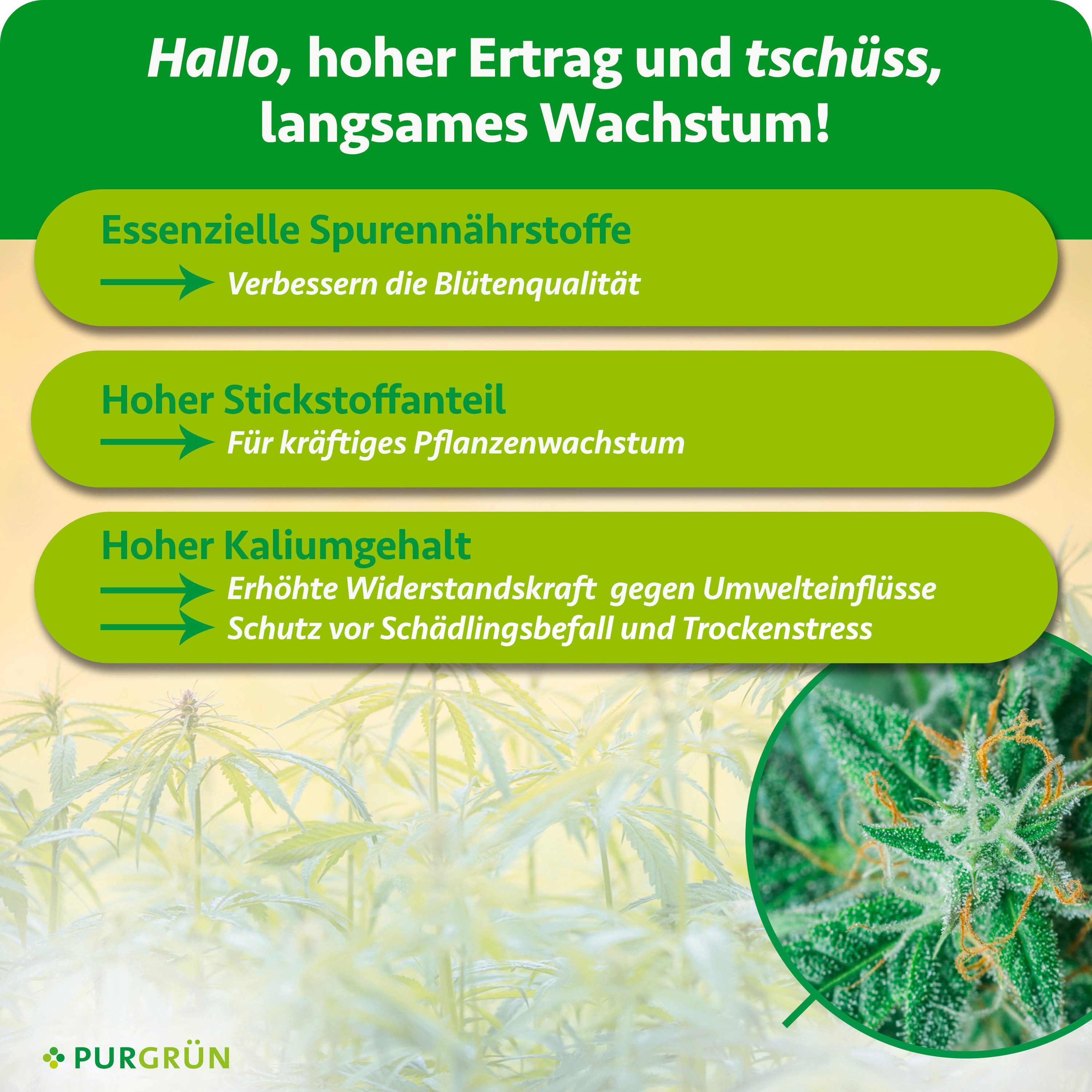Purgrün Pflanzendünger Autoflower Dünger Set, Nährstoffe für Wachstum, 2 x 1 Liter, Flüssigdünger, 2-St.