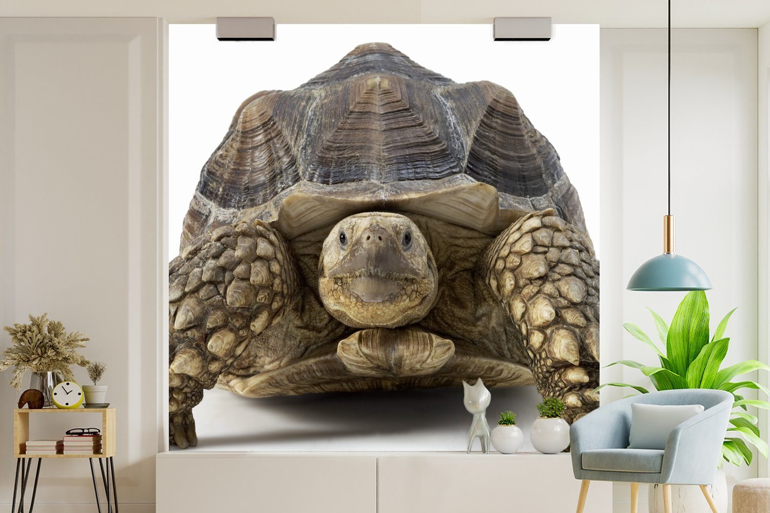 für Matt, St), Wohnzimmer Fototapete Tapete - MuchoWow (5 - oder bedruckt, Tiere Wandtapete Weiß, Schildkröte Schlafzimmer, Vinyl