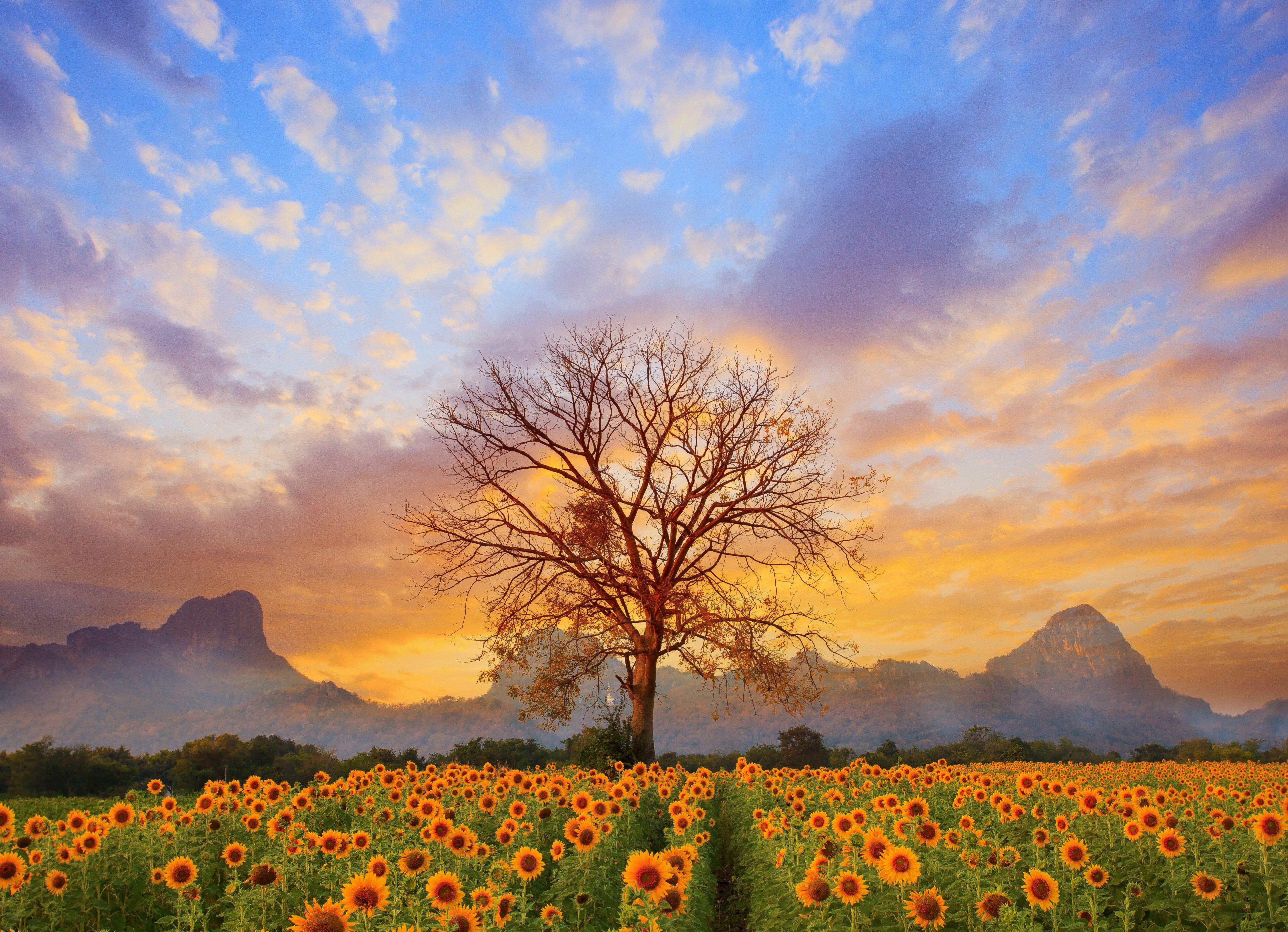 Fototapete VLIES-Tapete Premium "Sonnenblumenfeld"