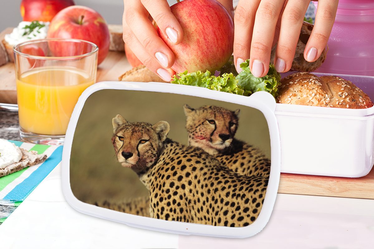 MuchoWow Kunststoff, Erwachsene, für Brotdose, Jungs (2-tlg), der Kinder Brotbox und Mädchen in Lunchbox Zwei Geparden Savanne, weiß für und