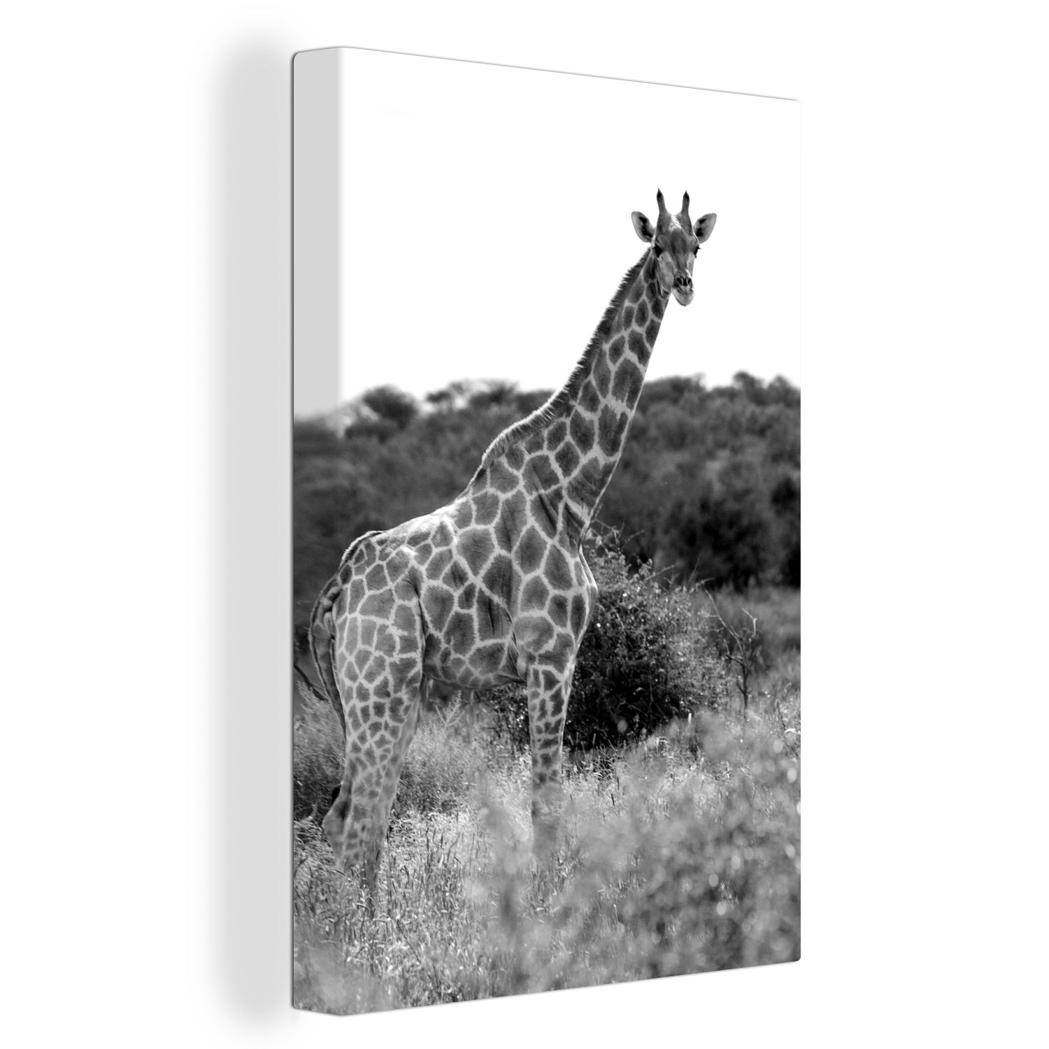 Giraffe fertig Leinwandbild Leinwandbild (1 Natur 20x30 in - OneMillionCanvasses® Gemälde, weiß, inkl. und Zackenaufhänger, bespannt der cm St), schwarz