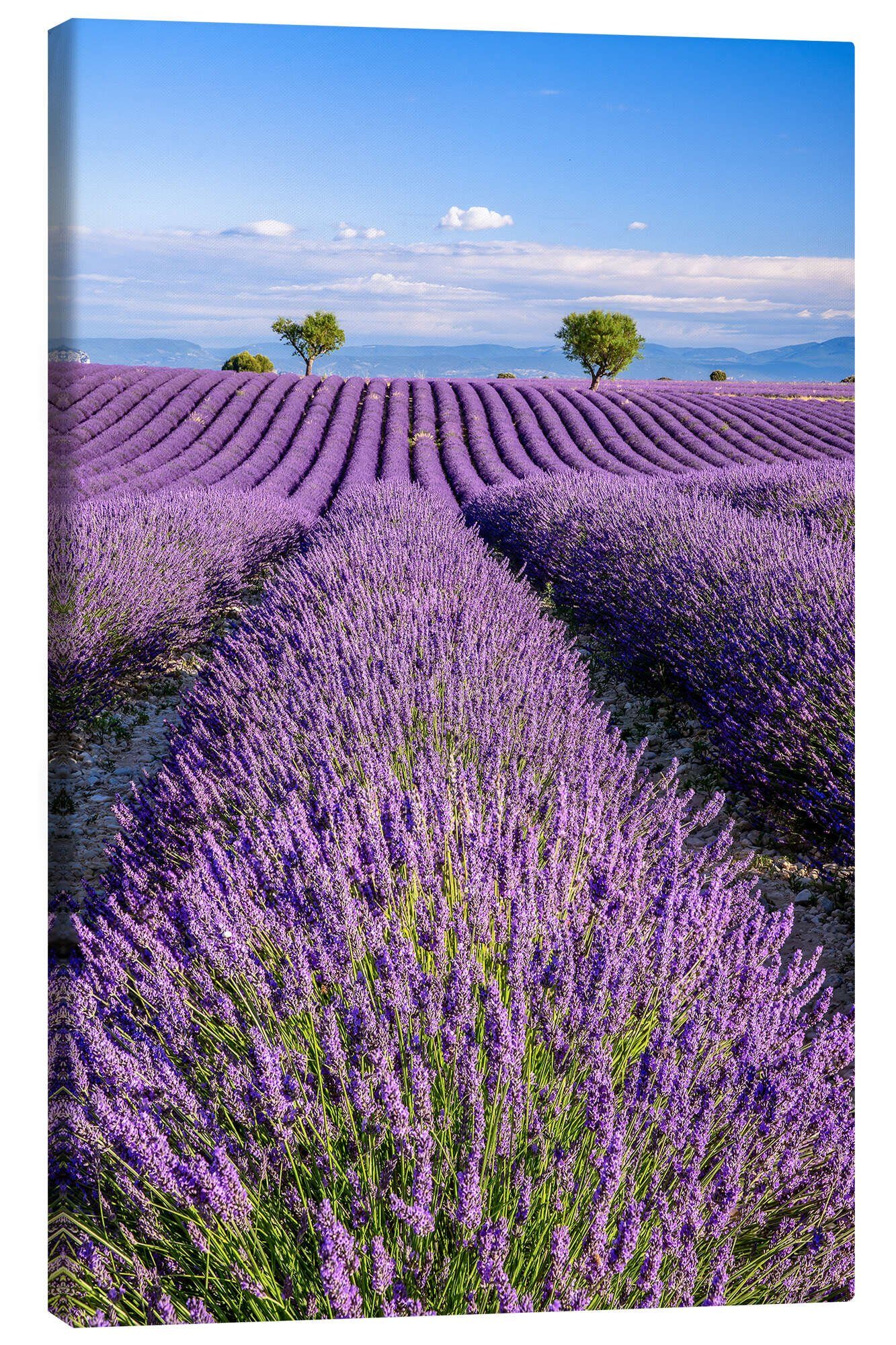 Posterlounge Wandbild Sommer in der Provence, Achim Thomae, erhältlich als Poster, Leinwandbild, Wandsticker oder Acrylglasbild