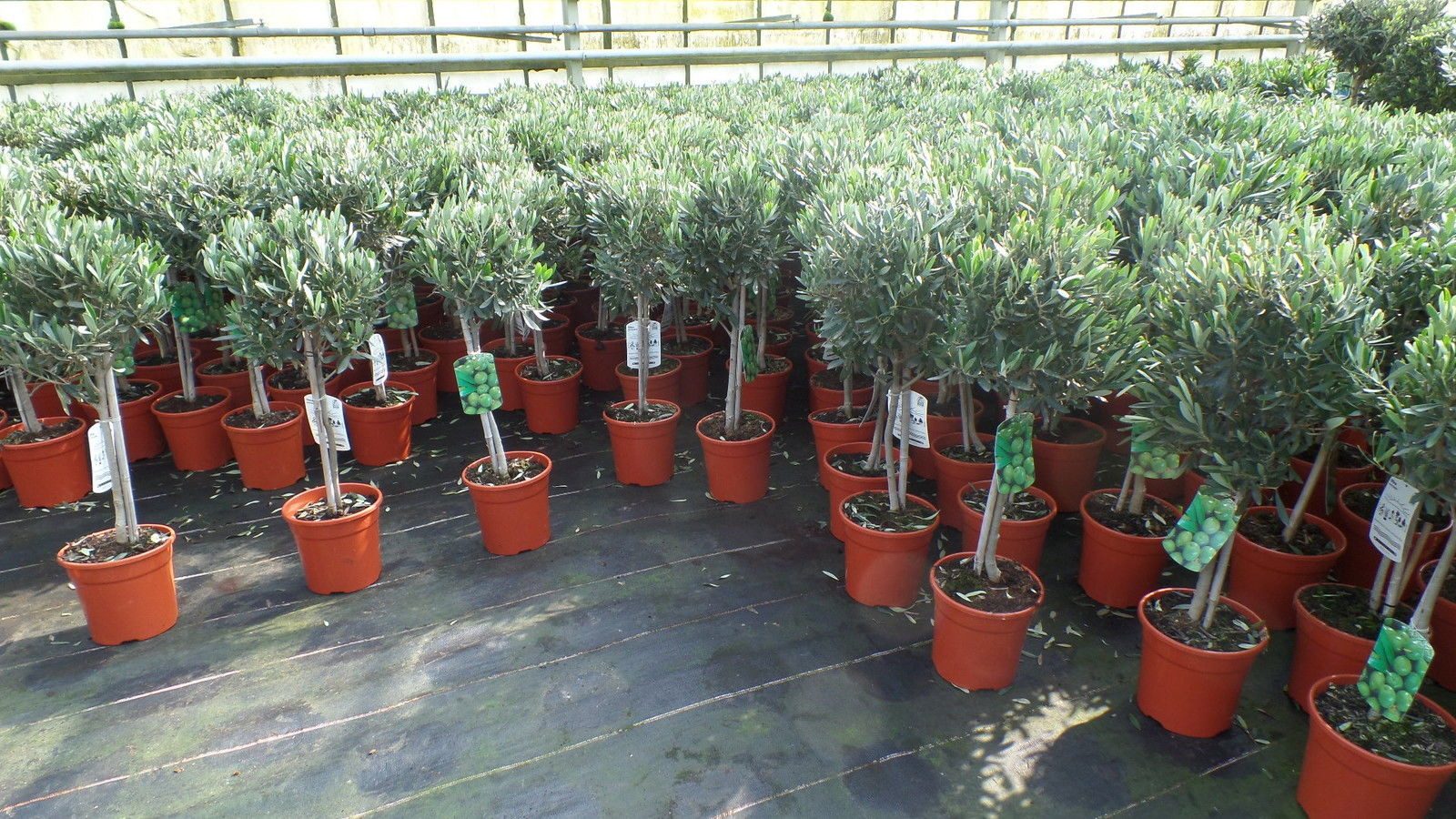 gruenwaren jakubik Olivenbaum Olivenbaum Stamm Olive 80 - 100 cm hoch, beste Qualität, Olea Europaea