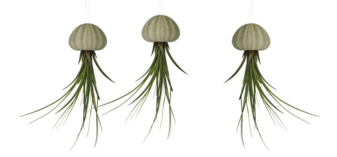 Hängedekoration 3er Set Seeigelgehäuse mit echter Tillandsia