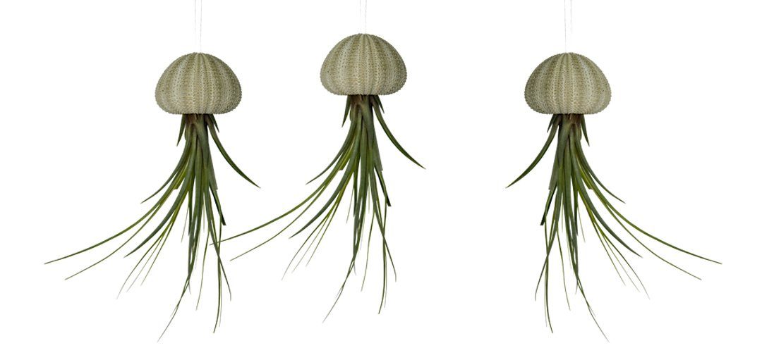 meinvipshop Hängedekoration 3er Set Seeigelgehäuse mit echter Tillandsia (Set, 3 St., 3er Set)