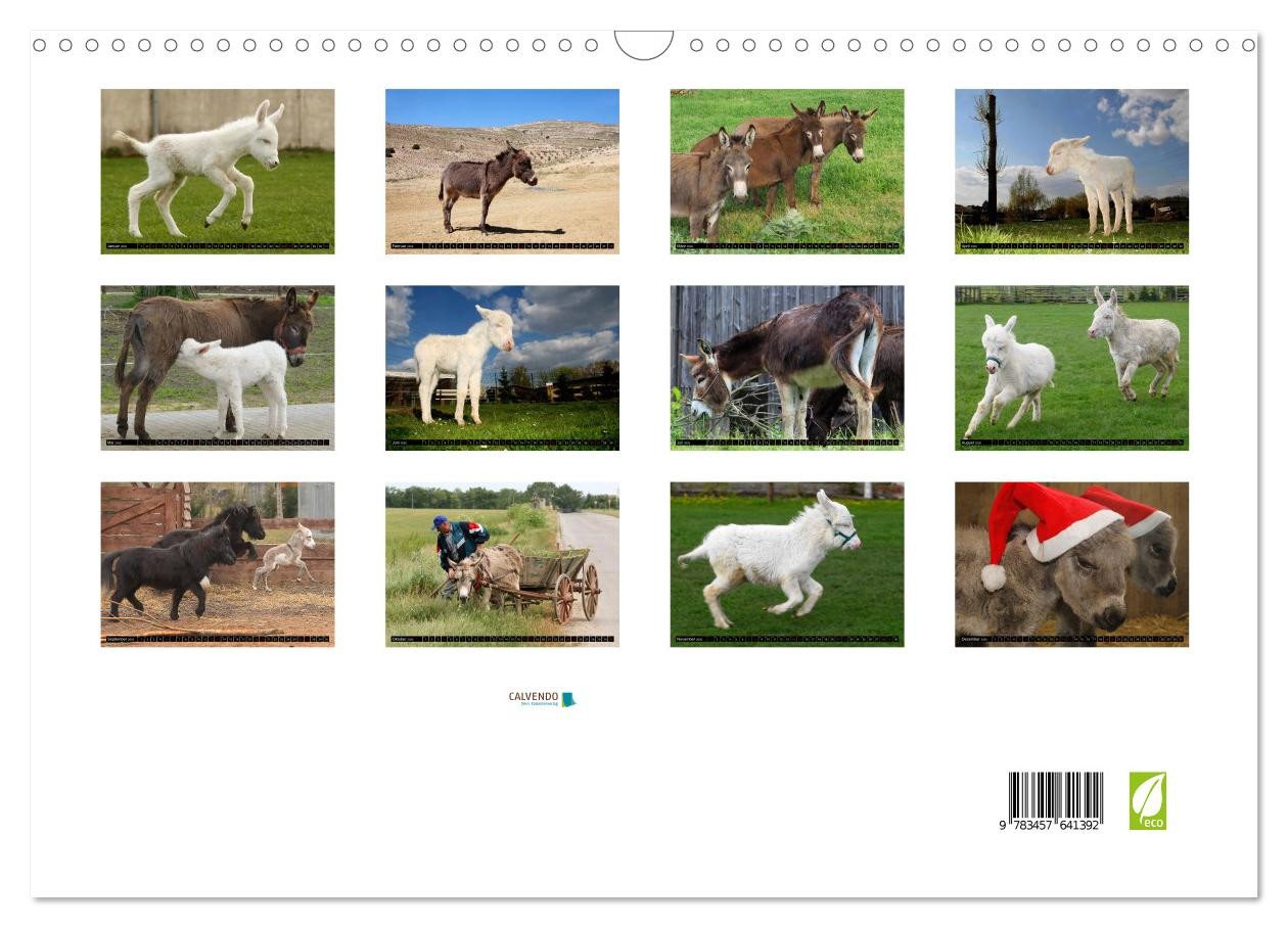 Thumbnail - CALVENDO Wandkalender WIR SIND ESEL (Wandkalender 2026 DIN A3 quer), CALVENDO Monatskalender