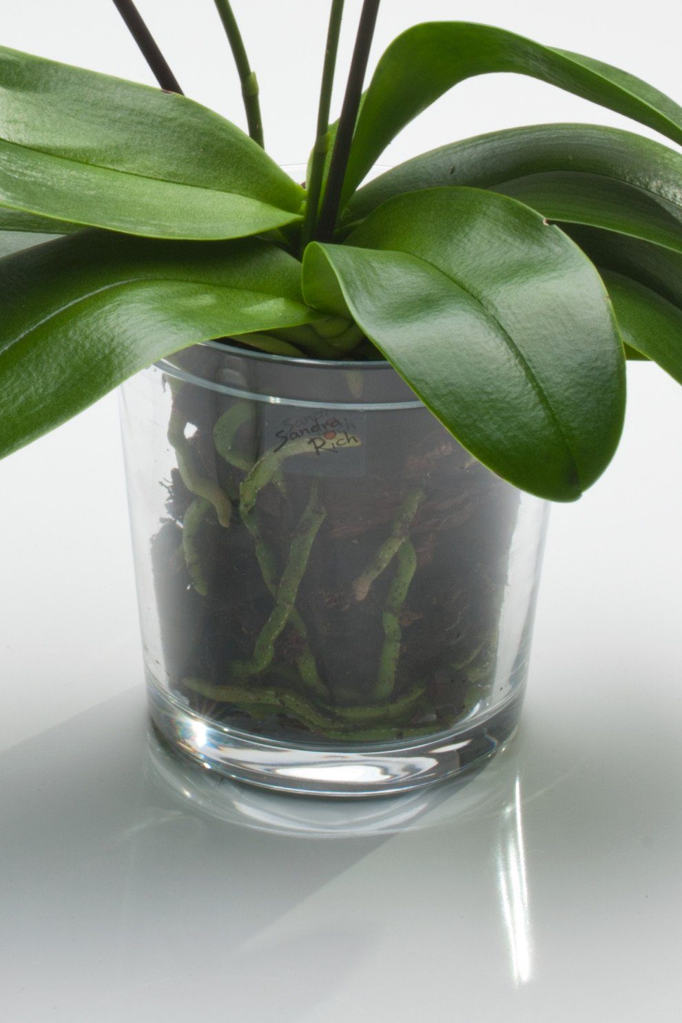 Sandra Rich Blumentopf Orchideentopf Orchid konisch günstig online kaufen