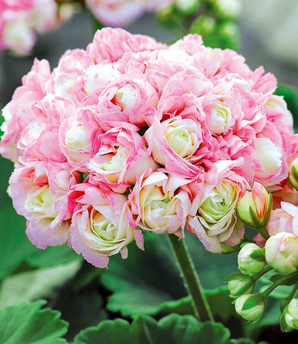 BALDUR Garten Balkonpflanze Stehende Geranie 'Appleblossom', 3 St., Rosen-geranie