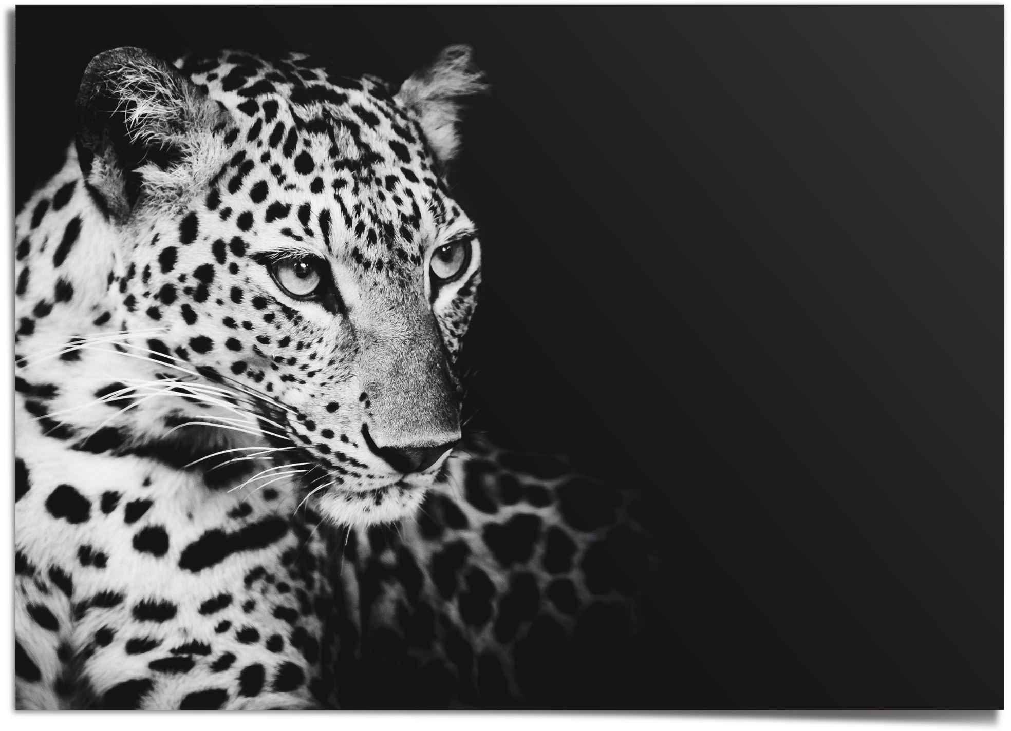 Reinders! Leopard Poster