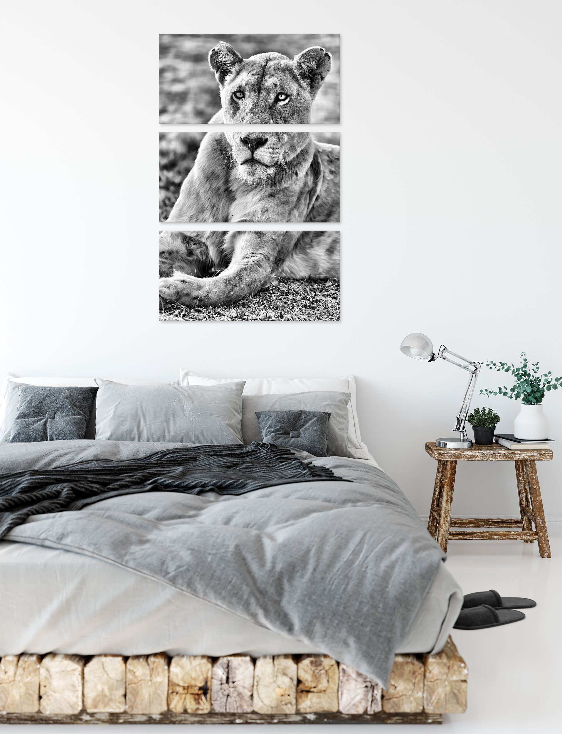 Pixxprint Leinwandbild prächtige prächtige Zackenaufhänger bespannt, inkl. (1 weiße (120x80cm) St), Löwin, fertig Leinwandbild 3Teiler Löwin weiße