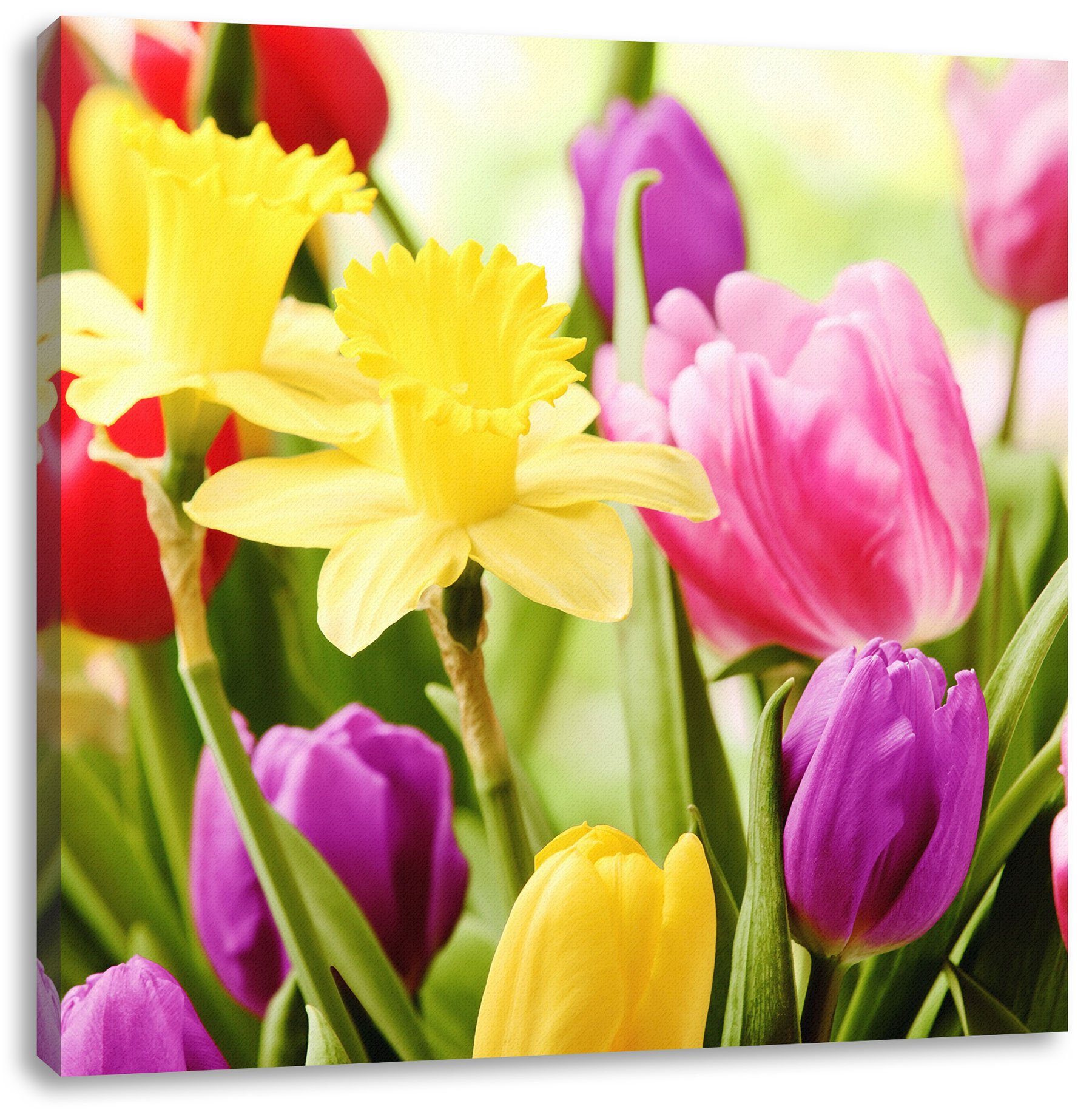 Tulpen, Leinwandbild Leinwandbild und Tulpen Zackenaufhänger St), (1 inkl. Pixxprint Osterglocken und Osterglocken fertig bespannt,