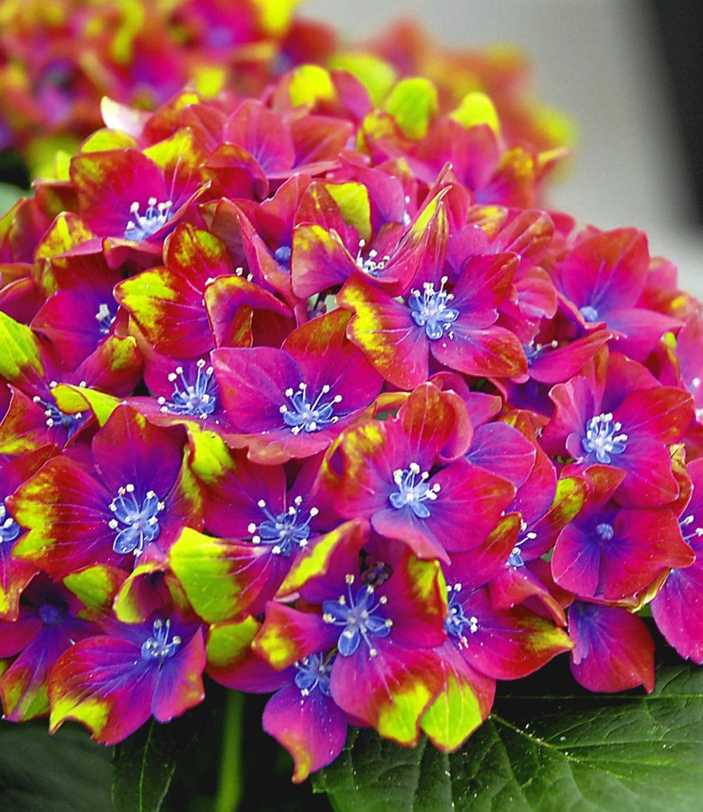 BALDUR Garten Zierstrauch Freiland-Hortensie 'SAXON® Schloss Wackerbarth', 1 St., Gartenhortensien,winterhart, pflegeleicht