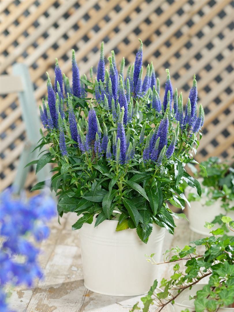 Pflanzen für Dich Staude Veronica spic. Ulster Dwarf Blue, 1 St., Ähriger E günstig online kaufen