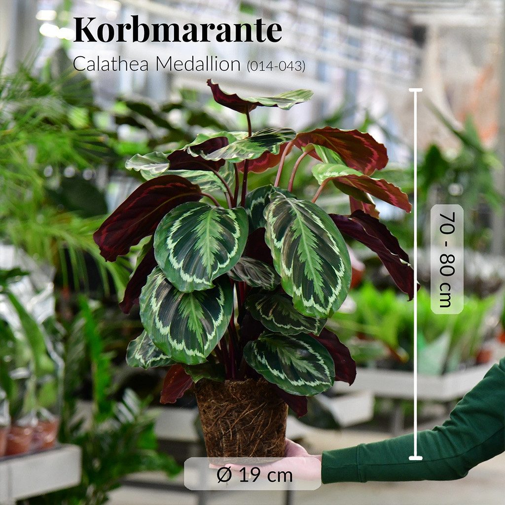 Green Me Up Zimmerpflanze Calathea Medallion No.19, im 19 cm Topf, 50–60 cm hoch, Korbmarante groß, ungiftige Zimmerpflanze