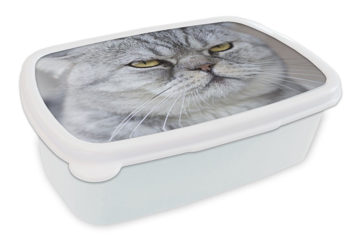 【auf Lager】 MuchoWow Lunchbox Tier - Katze Kinder Jungs (2-tlg), und Mädchen Erwachsene, Brotbox weiß für Grau, für Brotdose, und Kunststoff, 