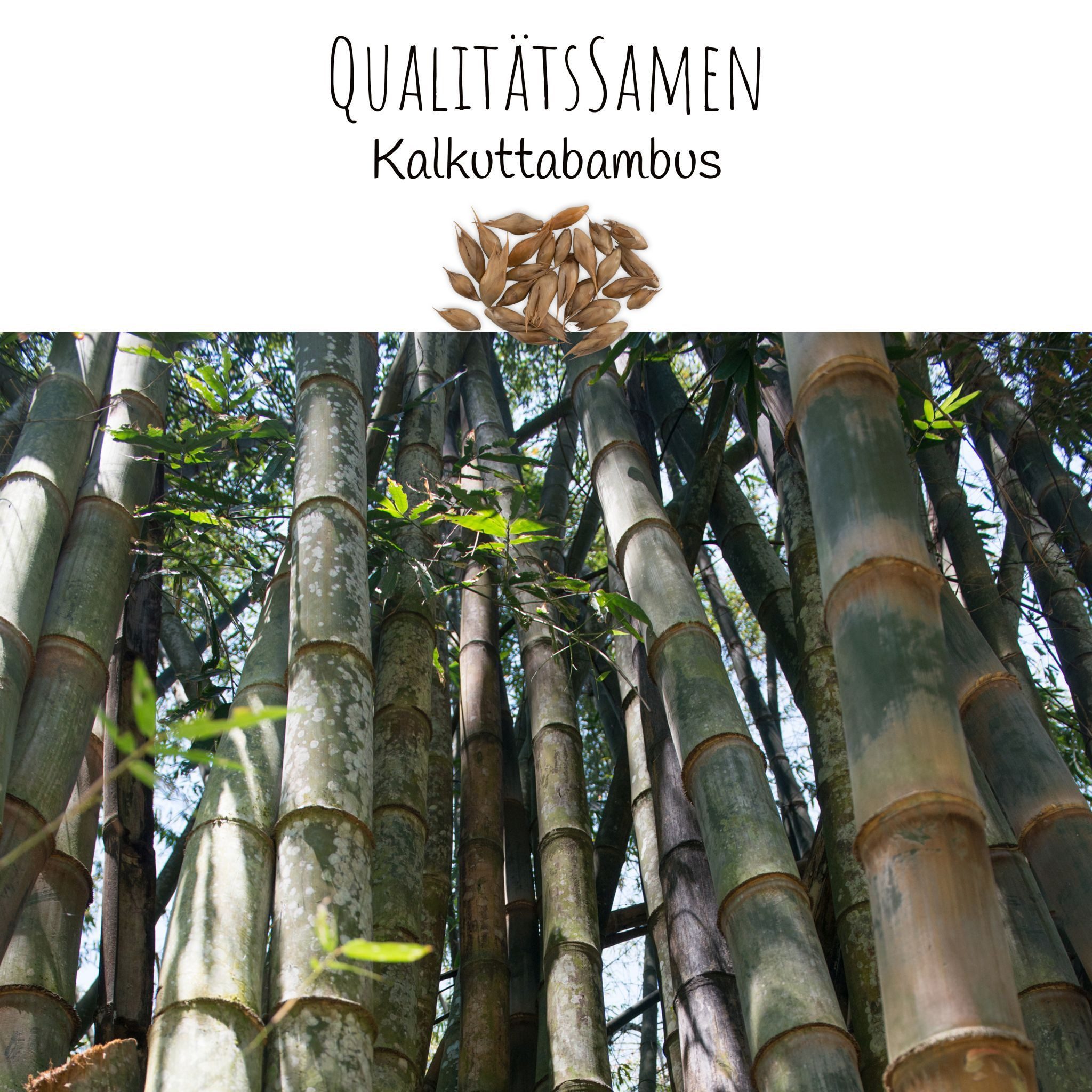HappySeed Blumensamen Kalkuttabambus Samen - Dendrocalamus strictus, Bambus – Bild 5 von 5