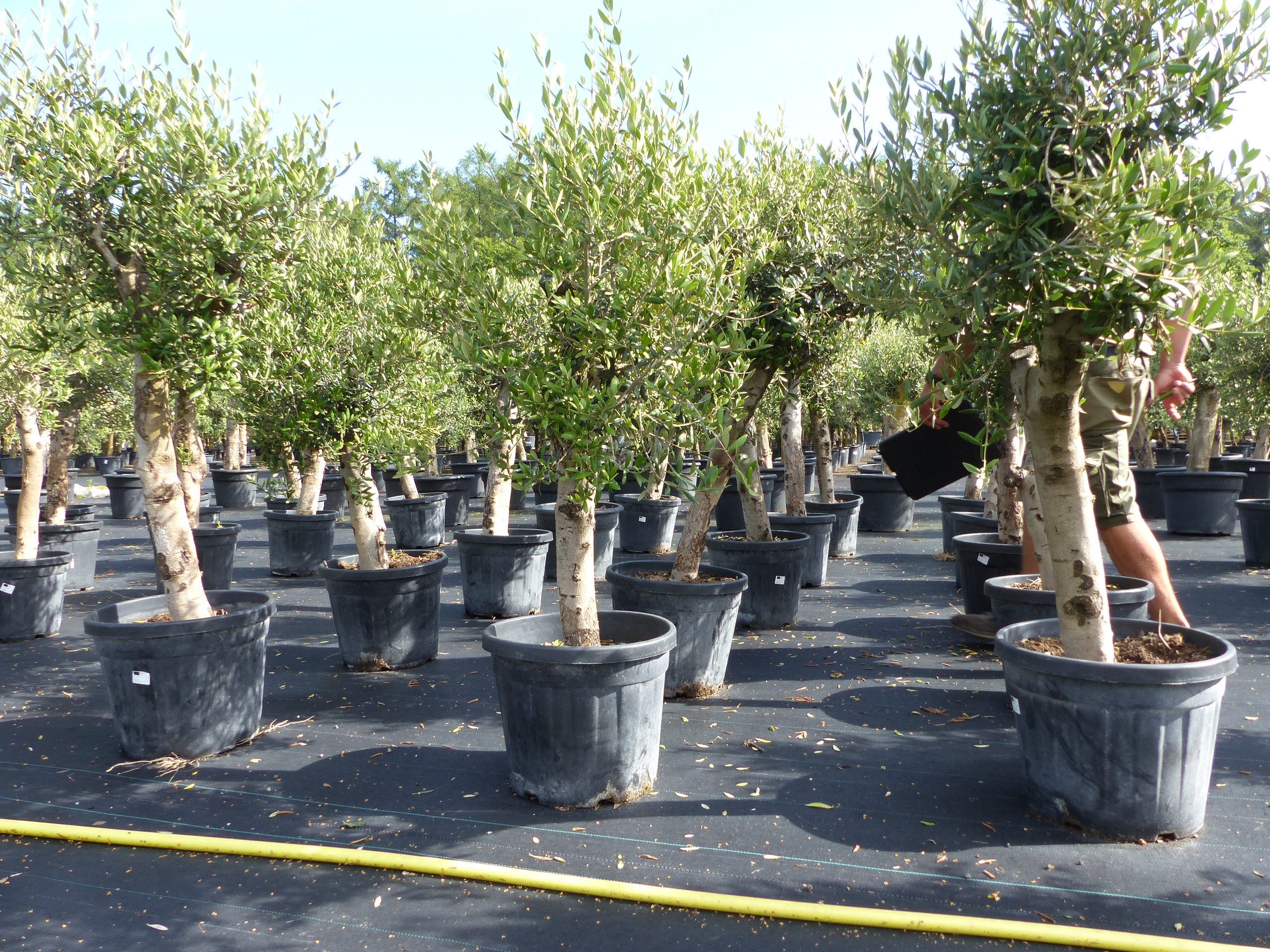 gruenwaren jakubik Olivenbaum Olivenbaum Olive "Angebot" 150 - 180 cm, winterhart, Olea Europaea