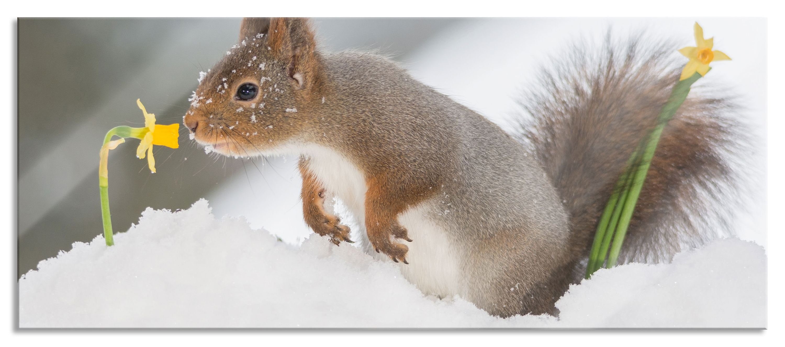 Pixxprint Glasbild Eichhörnchen im St), Schnee Glasbild Echtglas, Abstandshalter Aufhängungen und im (1 Schnee, aus Eichhörnchen inkl