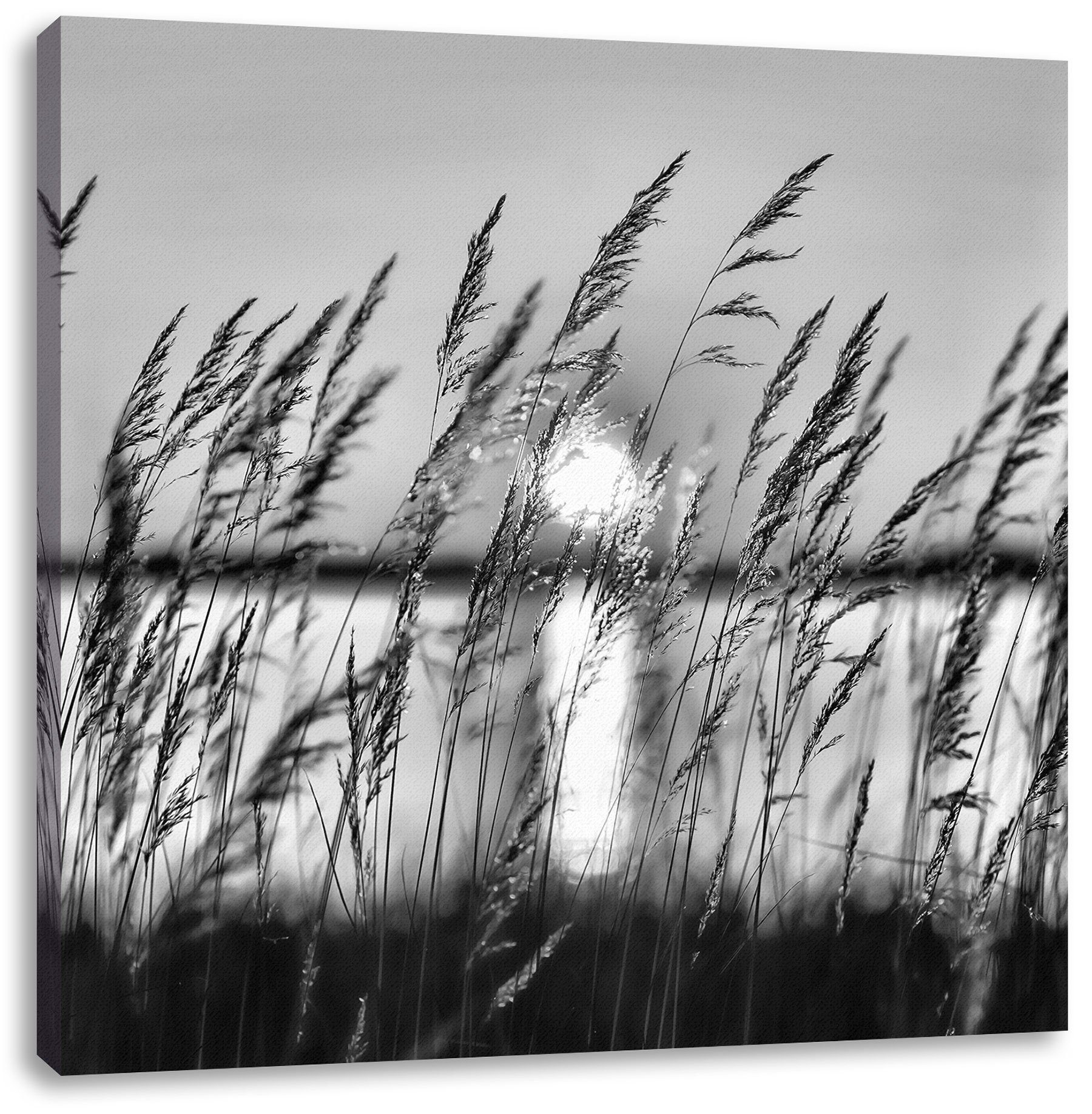 Pixxprint Leinwandbild Sonne zwischen Gräsern, Sonne zwischen Gräsern (1 St), Leinwandbild fertig bespannt, inkl. Zackenaufhänger