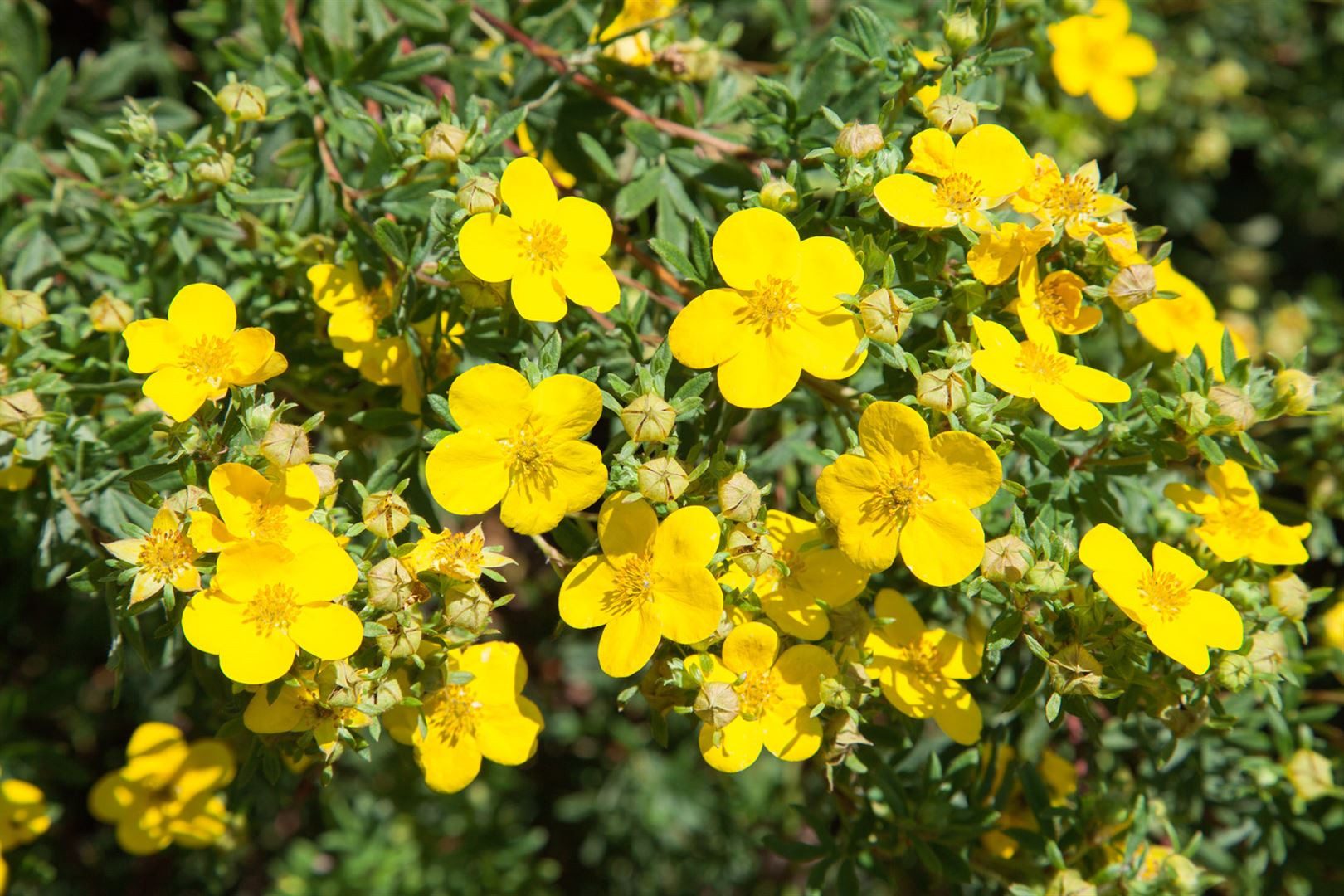 Pflanzen für Dich Bodendecker Potentilla Goldfinger, 1 St., Fingerstrauch, Fünffingerstrauch, gelbblühend, kompaktwüchsig