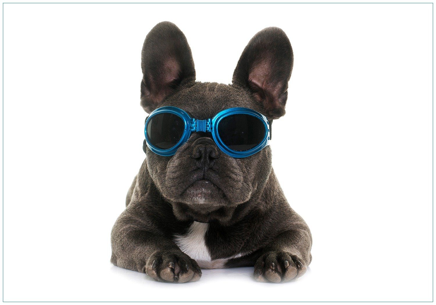 Wallario Vliestapete Cooler Hund mit Sonnenbrille in blau - Französische Bulldogge, Seidenmatte Oberfläche, hochwertiger Digitaldruck, in verschiedenen Größen erhältlich