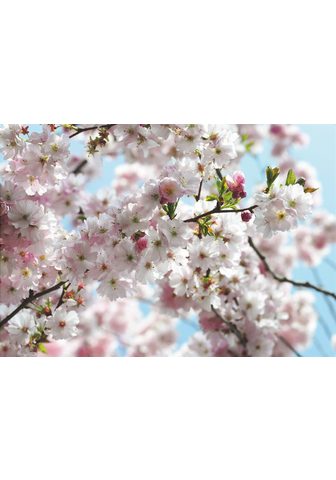 Komar Fototapetas »Spring« (8 St)
