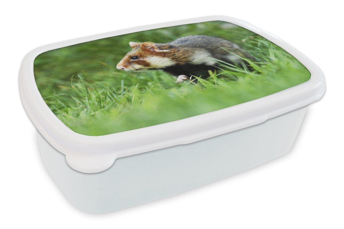 MuchoWow Lunchbox Hamster läuft vorsichtig durch ein Grasfeld, Kunststoff, (2-tlg), Brotbox für Kinder und Erwachsene, Brotdose, für Jungs und Mädchen weiß