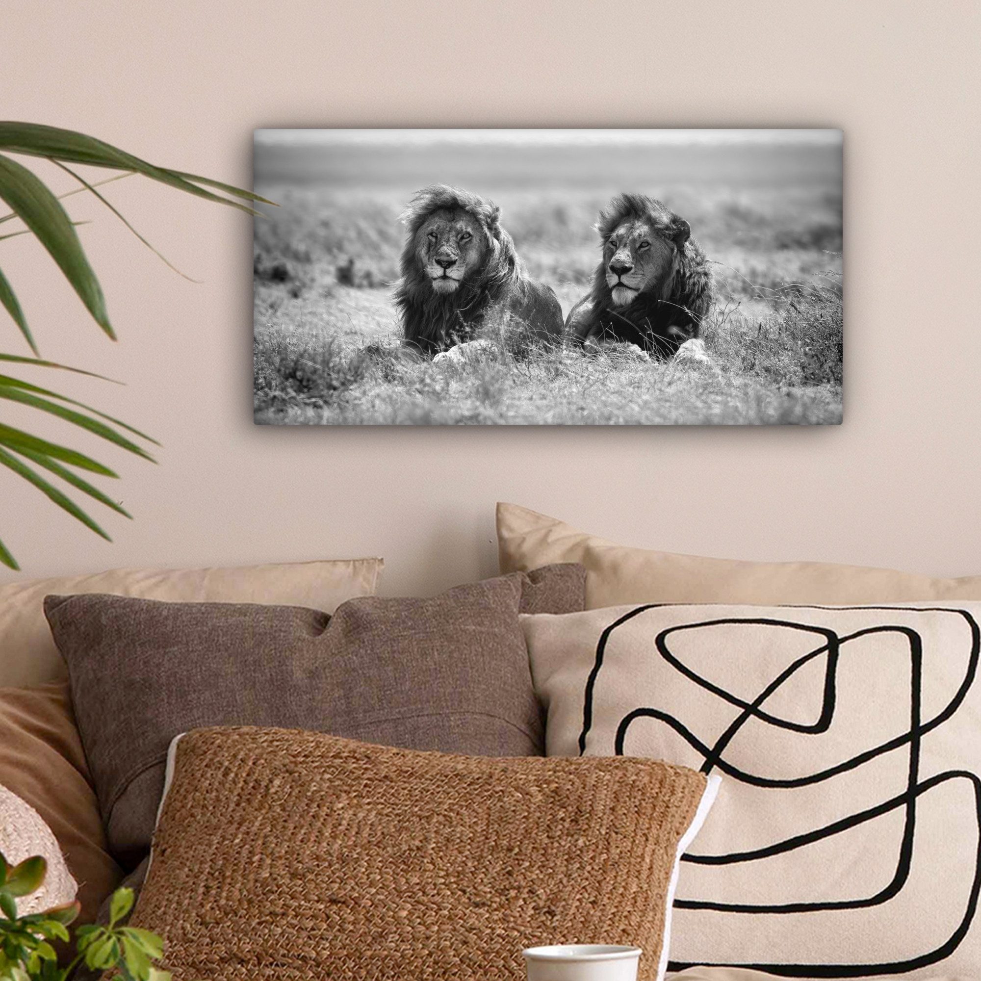 OneMillionCanvasses® Leinwandbild Panorama Löwen - Tiere günstig online kaufen