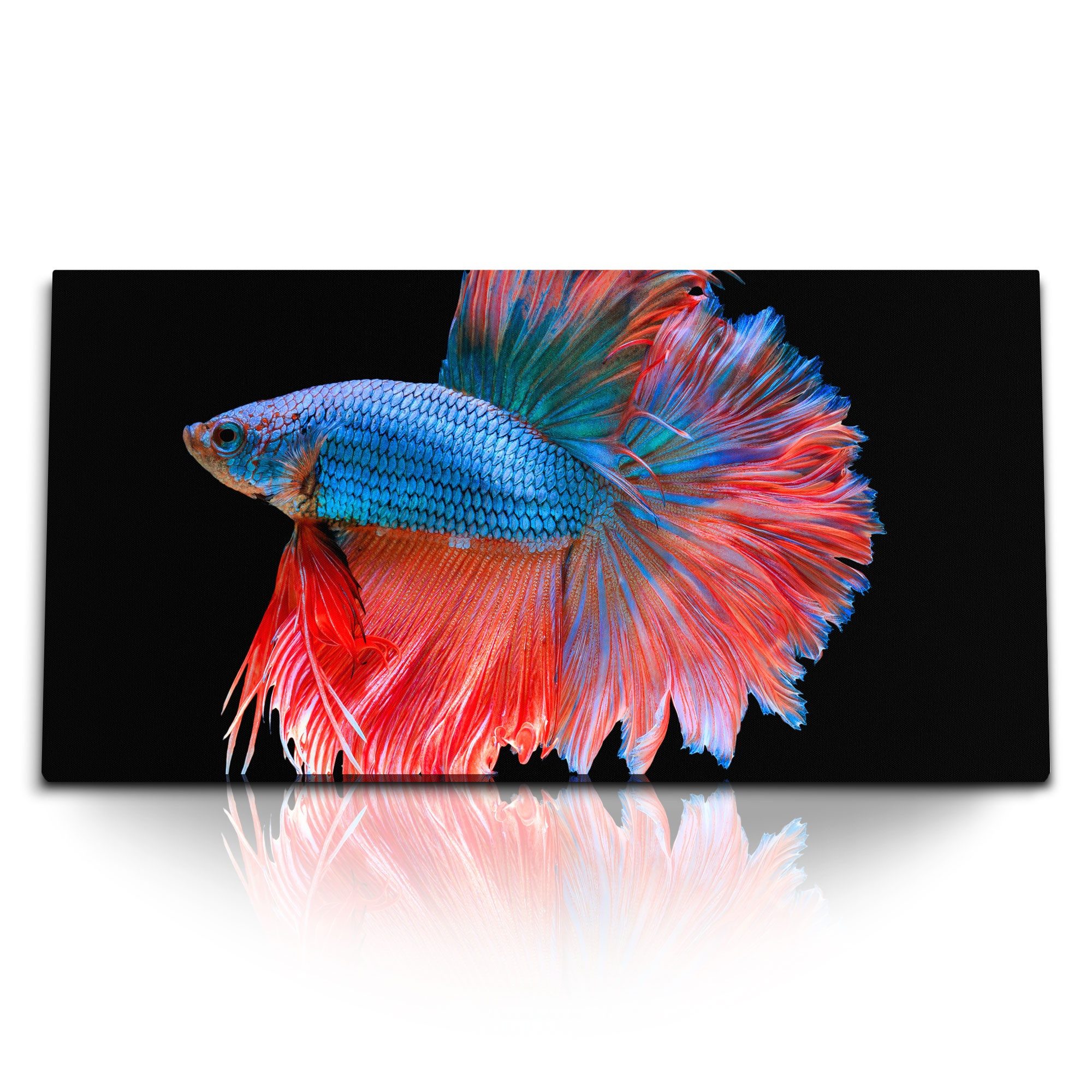 Leinwandbild Kunstdruck Bilder 120x60cm Kampffisch Aquarienfisch Tierfotografie sch
