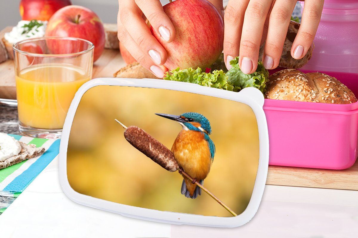 (2-tlg), Eisvogel Erwachsene, - Brotbox Kunststoff, Lunchbox für - rosa Kunststoff Mädchen, Vogel, Snackbox, Kinder, MuchoWow Brotdose Natur