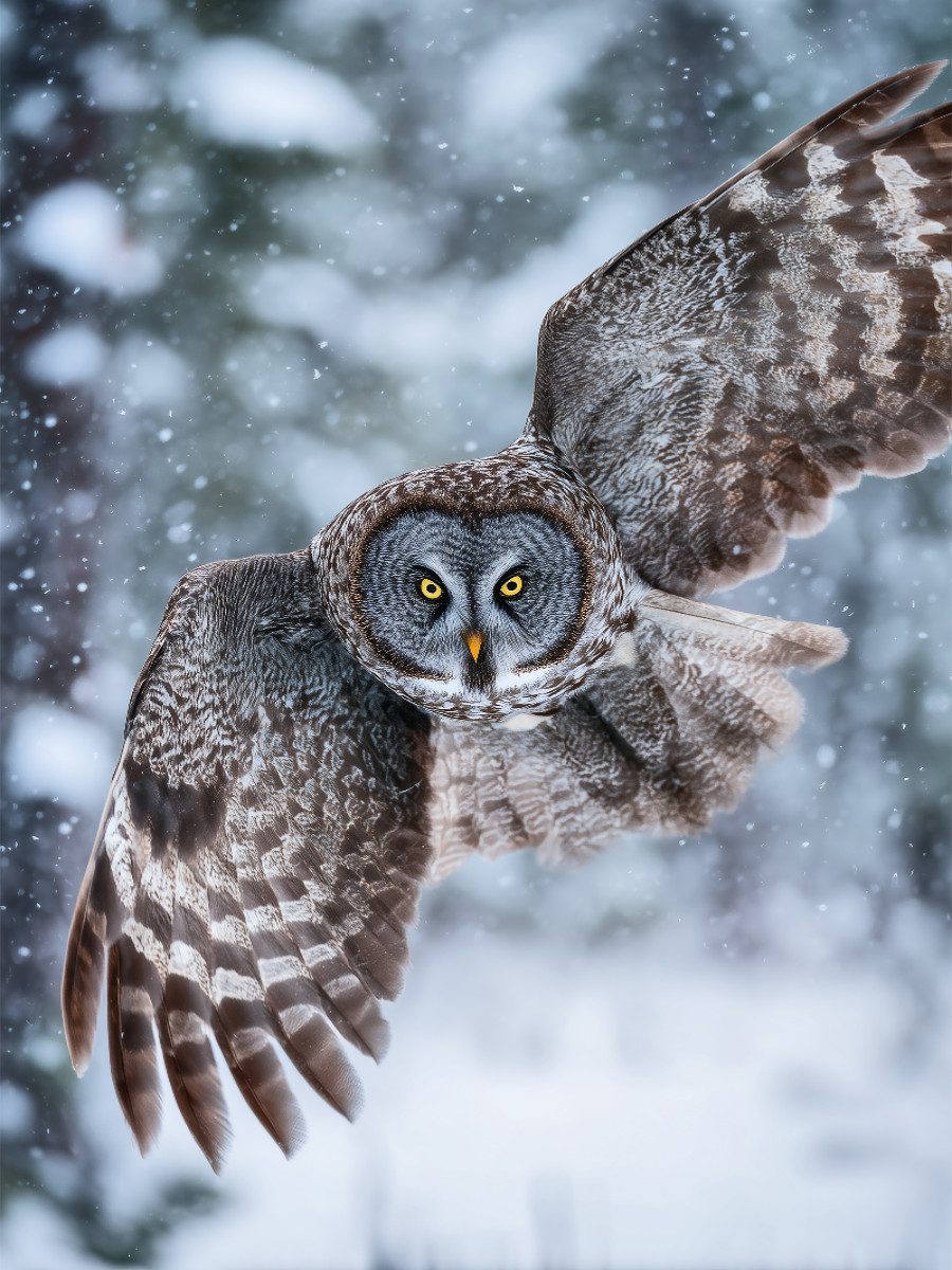 CALVENDO Puzzle CALVENDO Puzzle Eule im Flug, 1000 Teile Lege-Größe 64x48cm Foto-Puzz, 1000 Puzzleteile