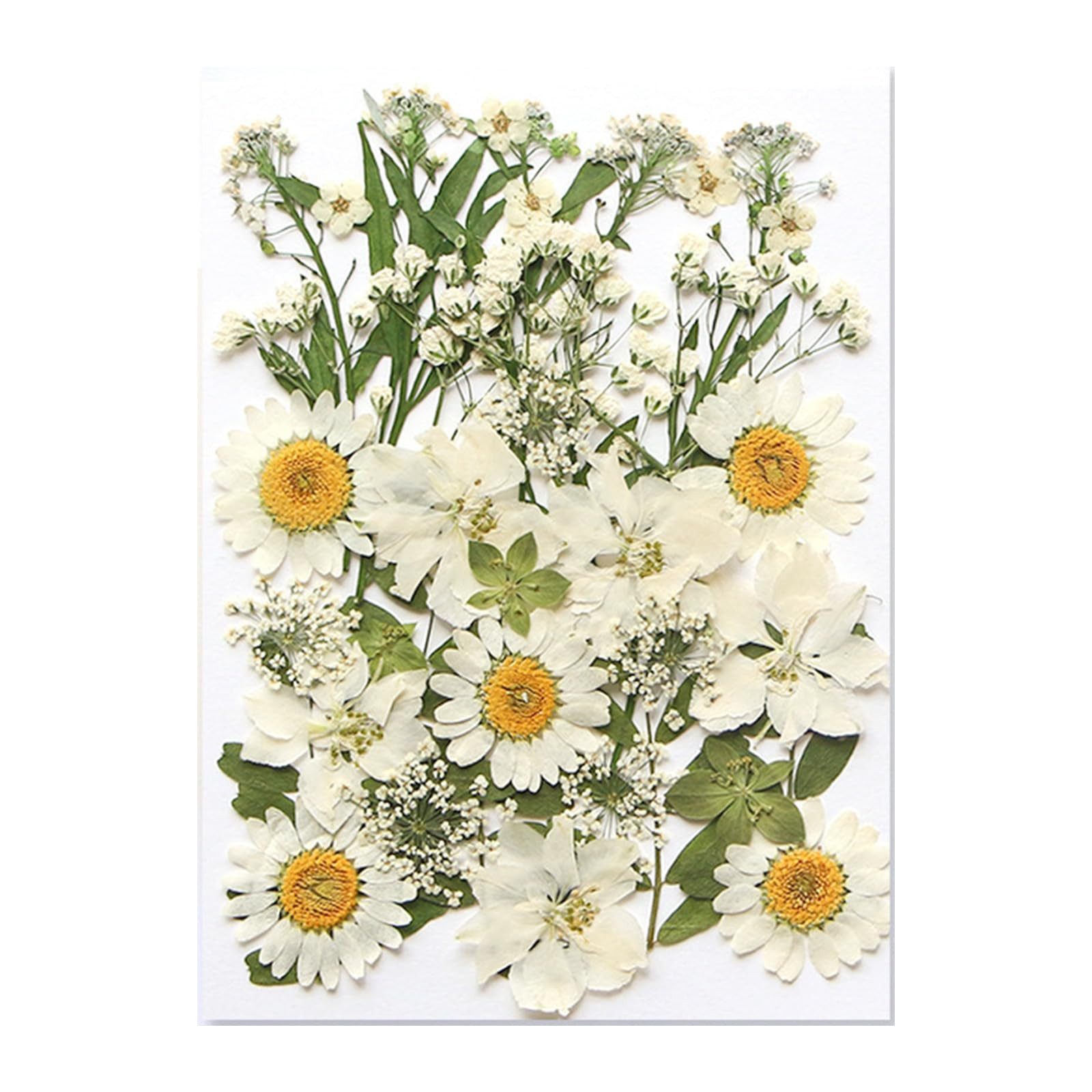 Trockenblume Getrocknete Blumen, Trockenblumen Zum Basteln, günstig online kaufen