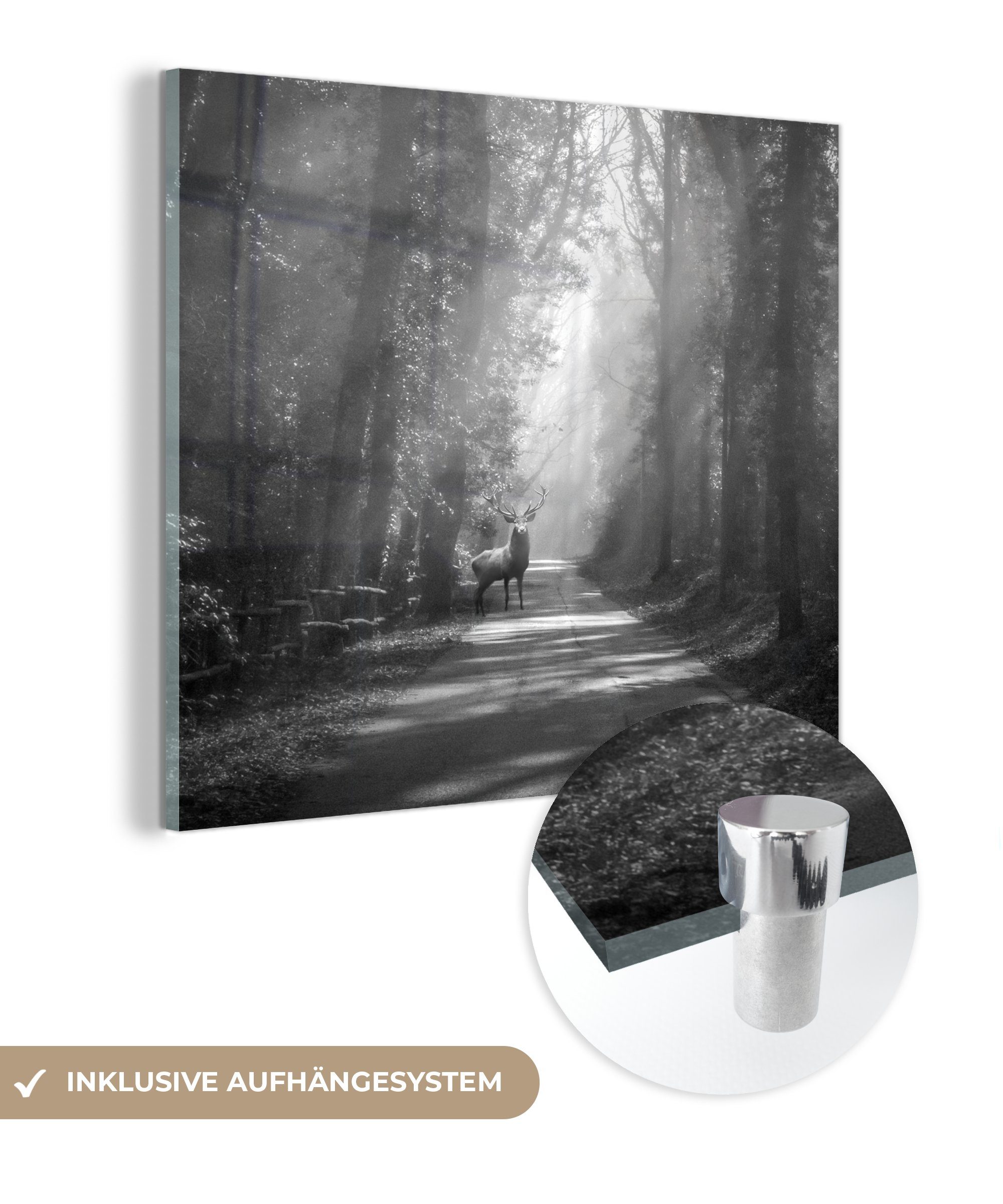 - weiß, - Acrylglasbild MuchoWow Bilder auf bunt Hirsch Foto und Wanddekoration Glasbilder Wandbild - (1 Straße auf Glas Glas auf im Wald schwarz der St), -