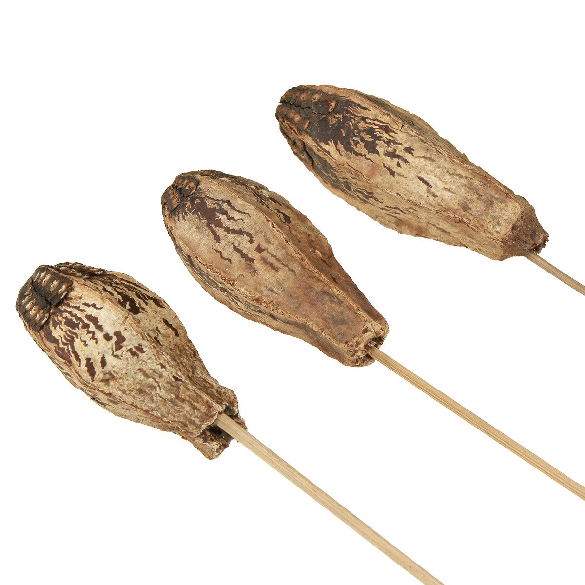 Trockenblume Mahagoni Pods Schoten Naturdeko 45cm 50 Stück, Viana, Höhe 9 cm