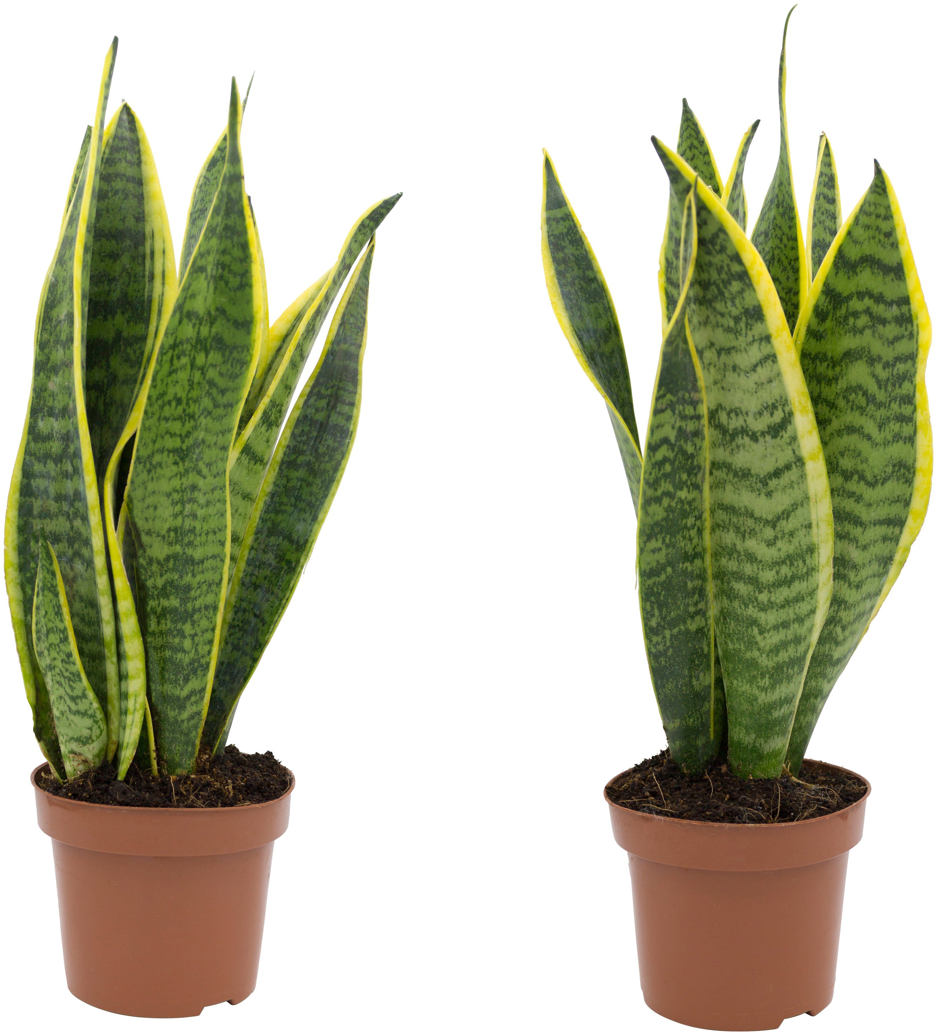 Dominik Zimmerpflanze »Bogenhanf«, Höhe: 20 cm, 2 Pflanzen online kaufen |  OTTO