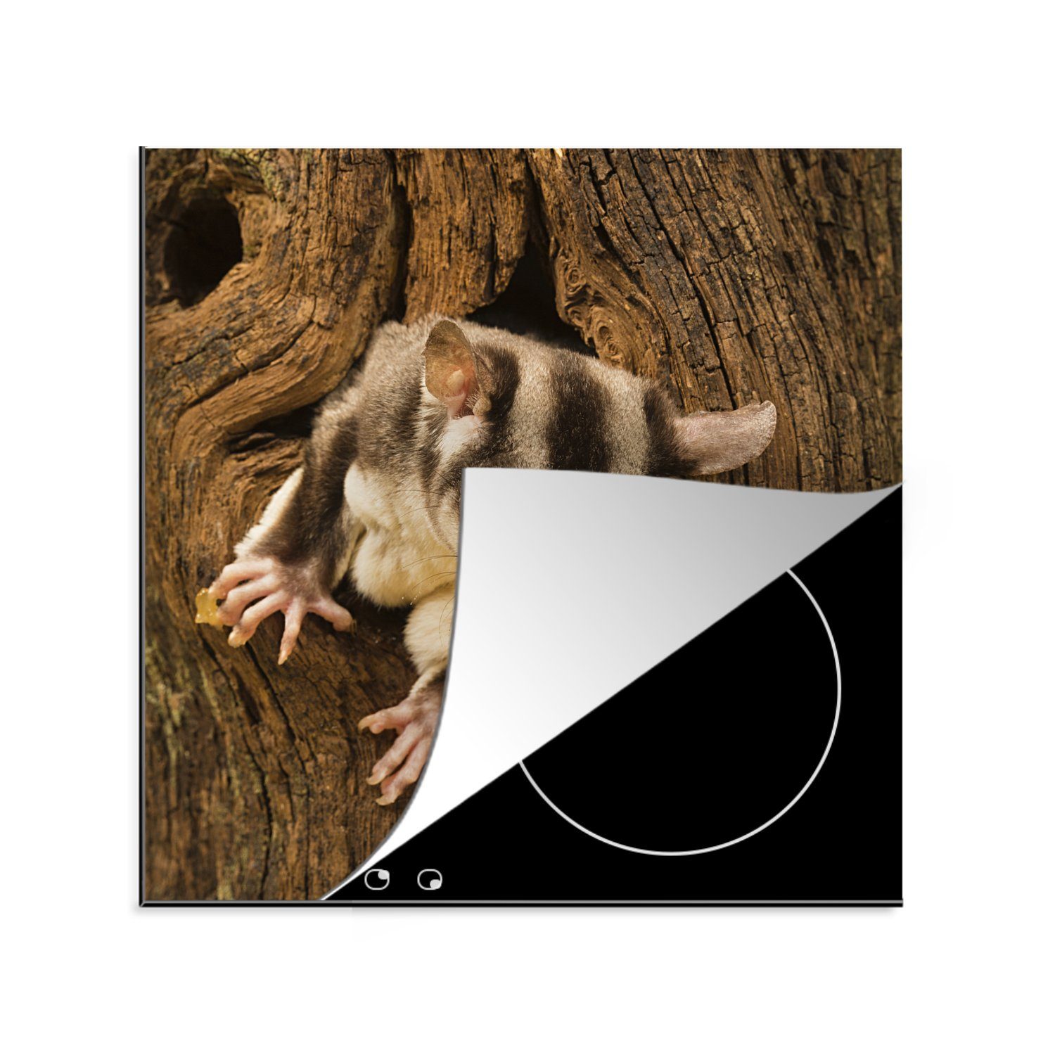 Eichhörnchen Herdblende-/Abdeckplatte küche im tlg), für MuchoWow cm, Arbeitsplatte Baum, Ceranfeldabdeckung, Vinyl, (1 78x78