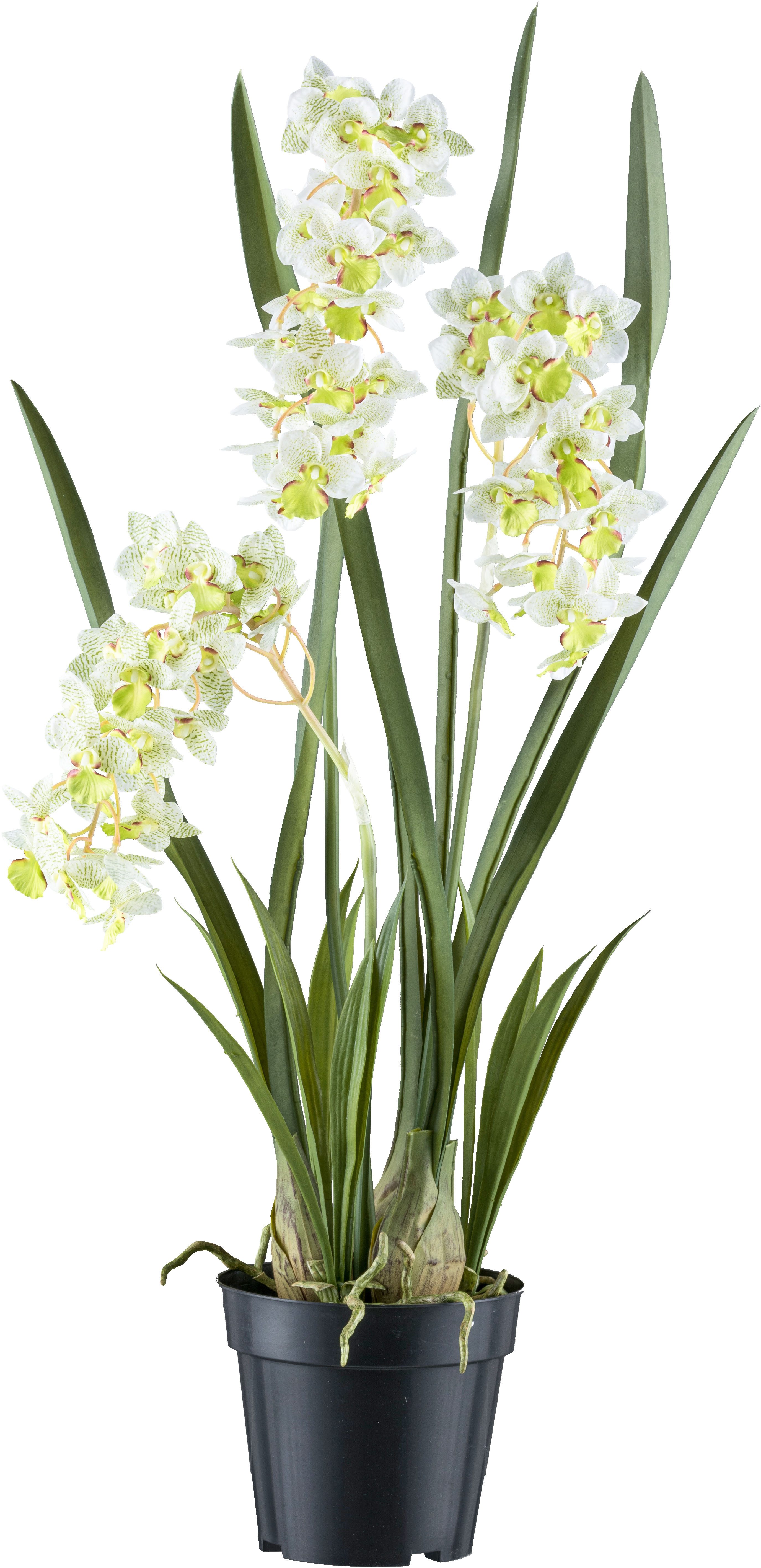 Kunstorchidee Orchidee Cymbidie orientalis, Creativ green, Höhe 80 cm, mit günstig online kaufen