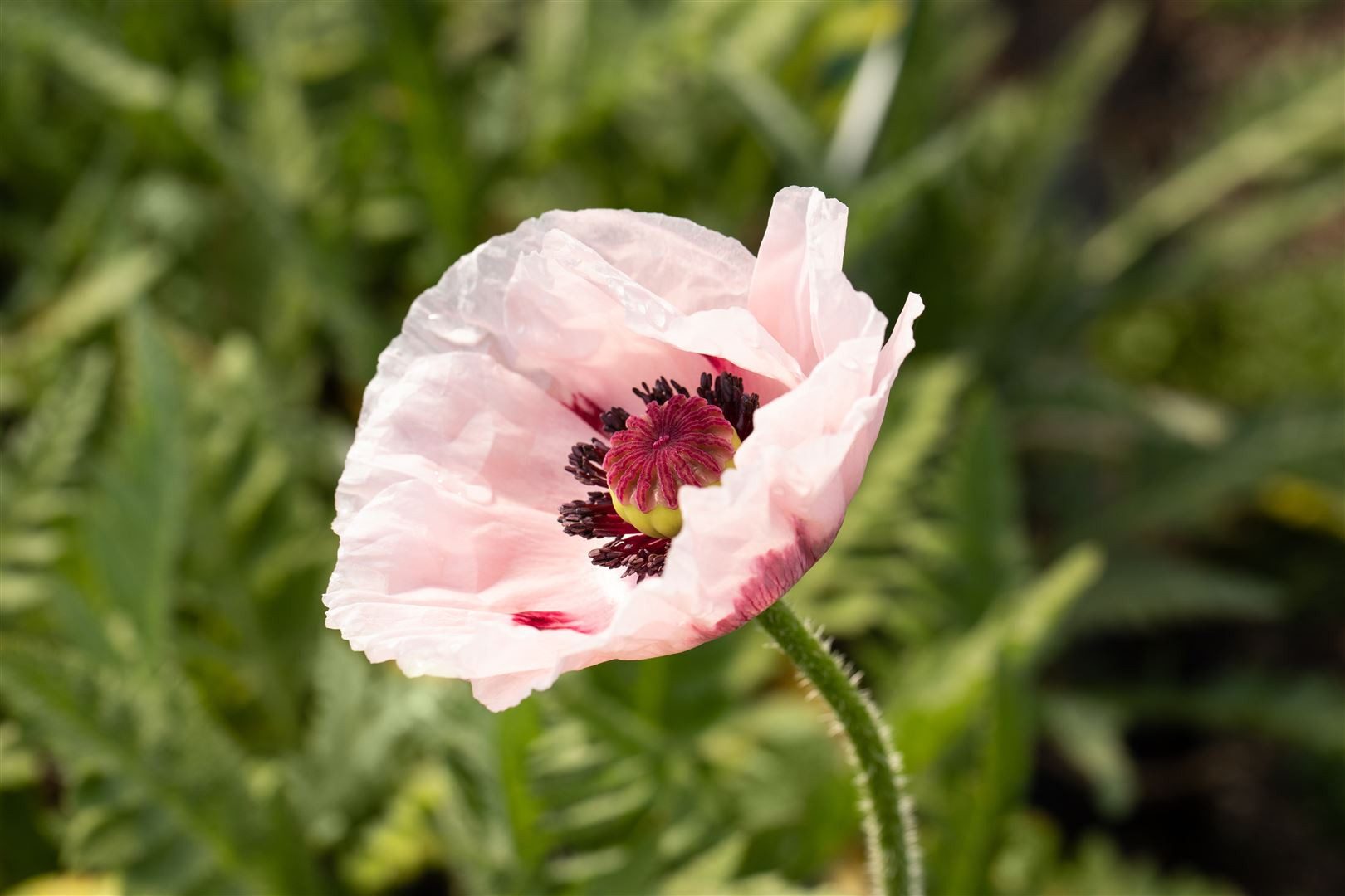 Pflanzen für Dich Staude Papaver orientale Royal Wedding, 1 St., Türkischer Mohn, Orientalischer Mohn